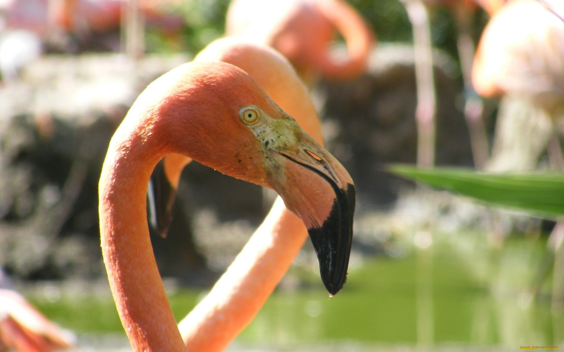 животные, фламинго