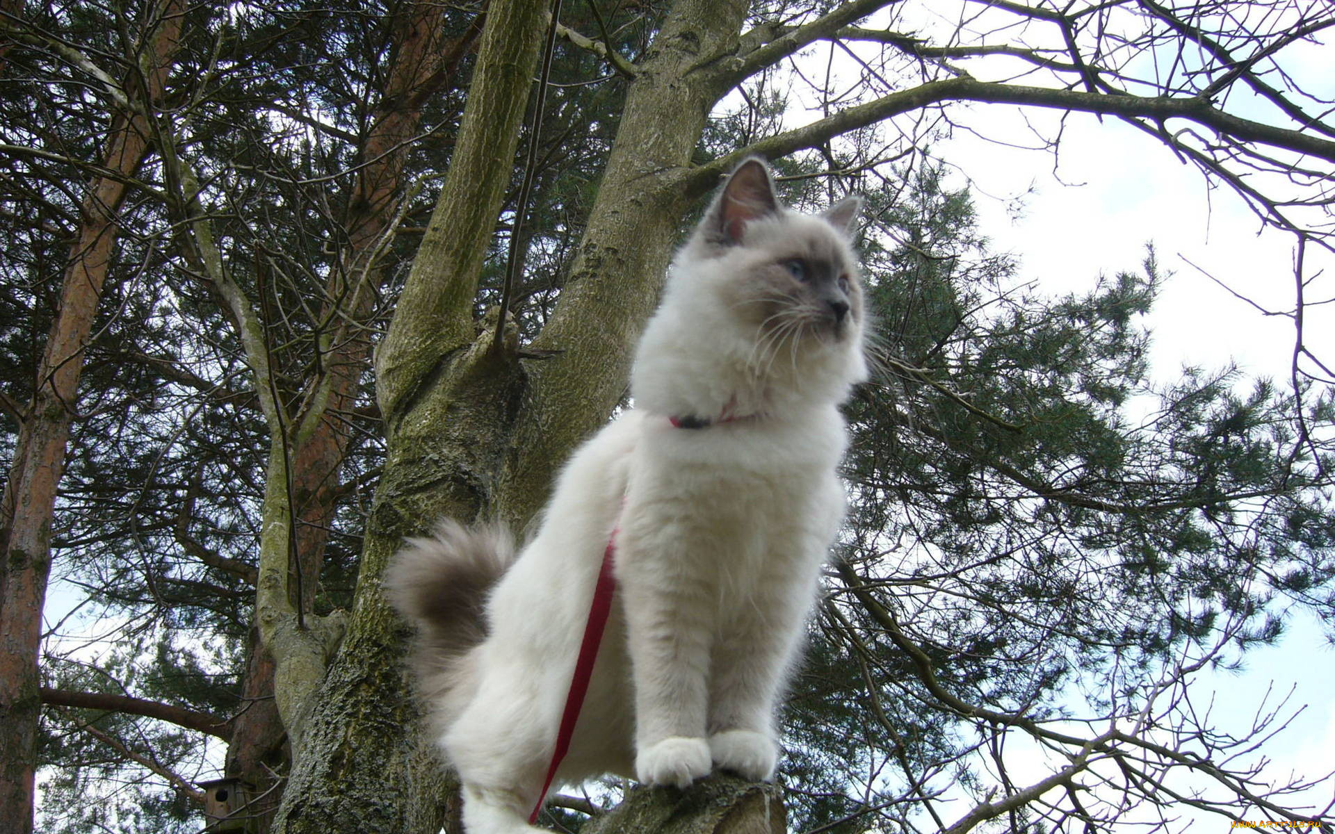 животные, коты, пушистый