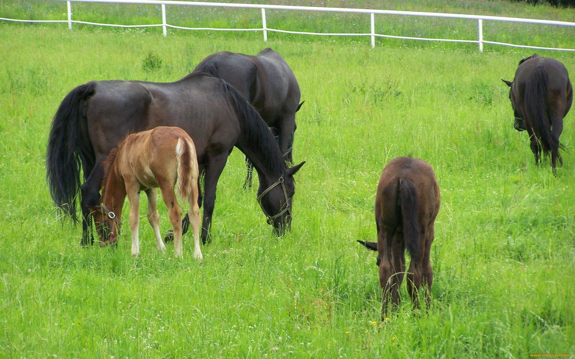 животные, лошади, жеребята