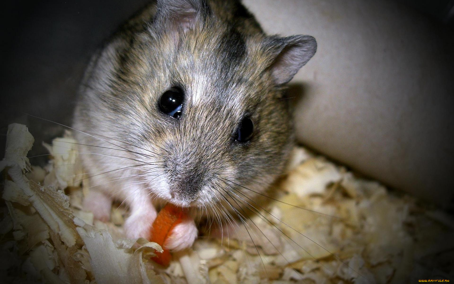 животные, морские, свинки, хомяки