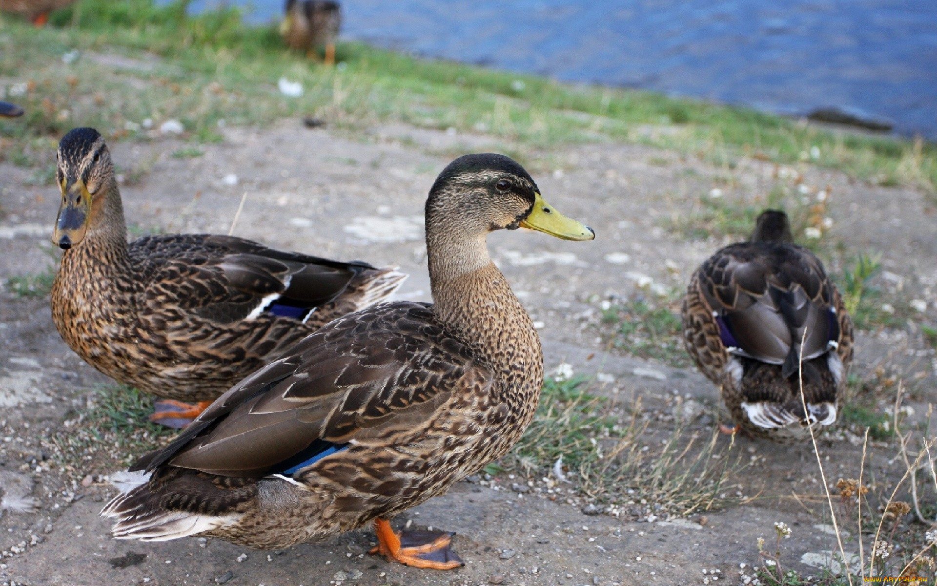 животные, утки, дикие