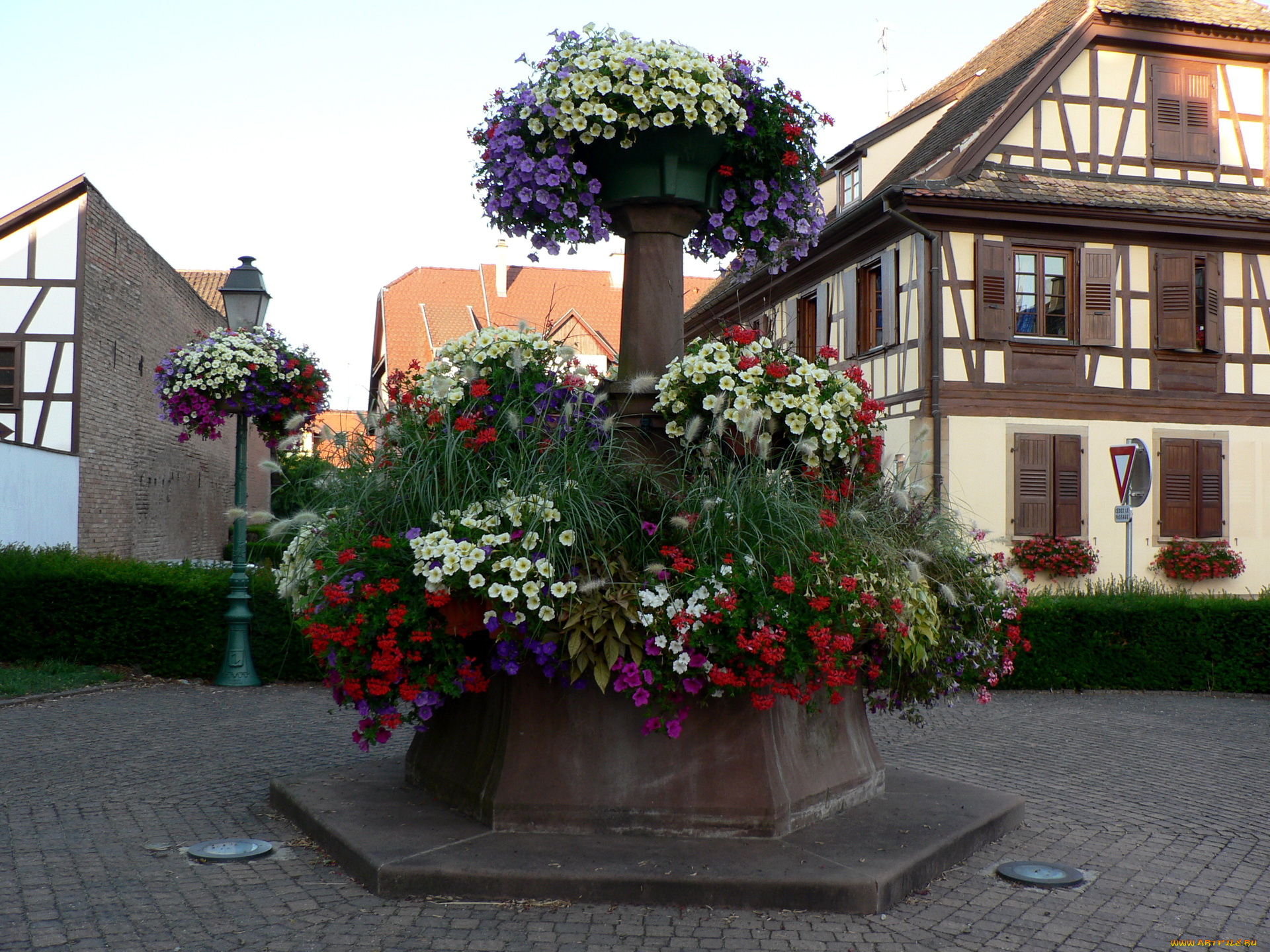 цветы, разные, вместе, разноцветные, клумба