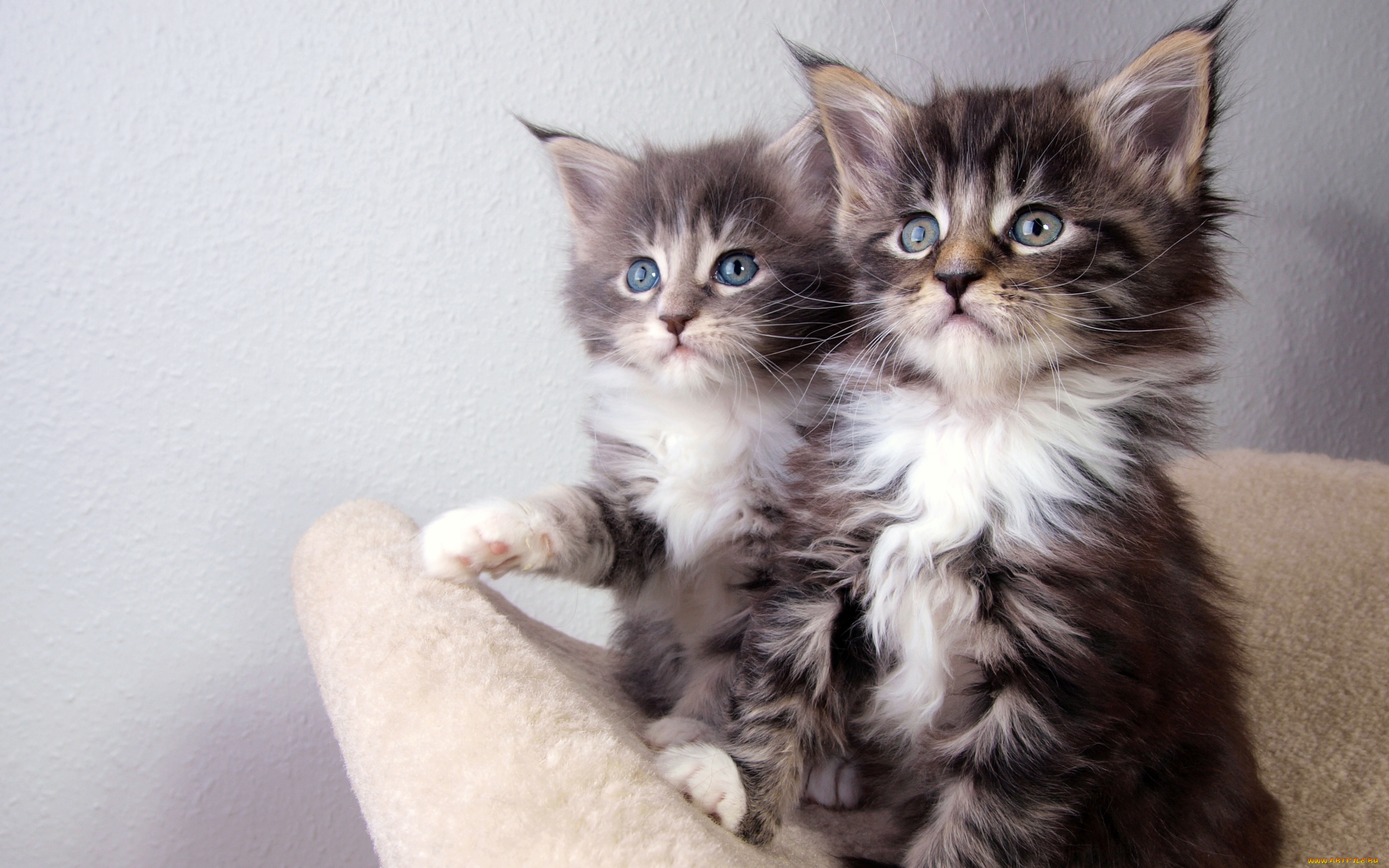 kittens, животные, коты, котята