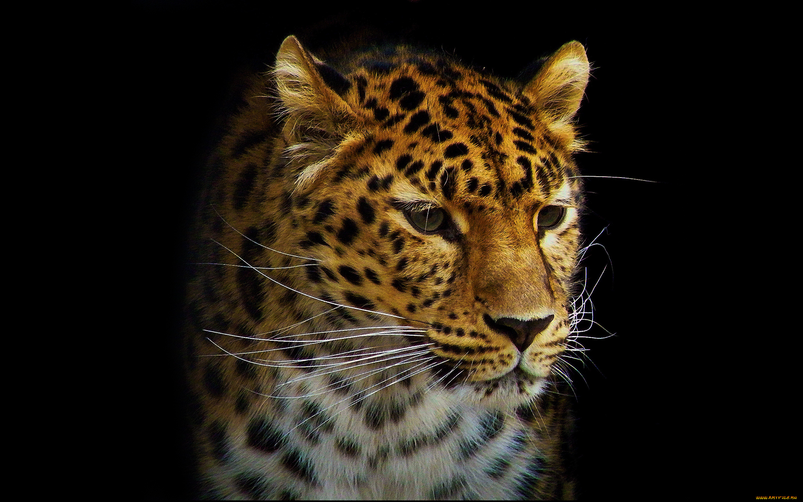 леопард, рисованные, животные, ягуары, леопарды, морда, усы