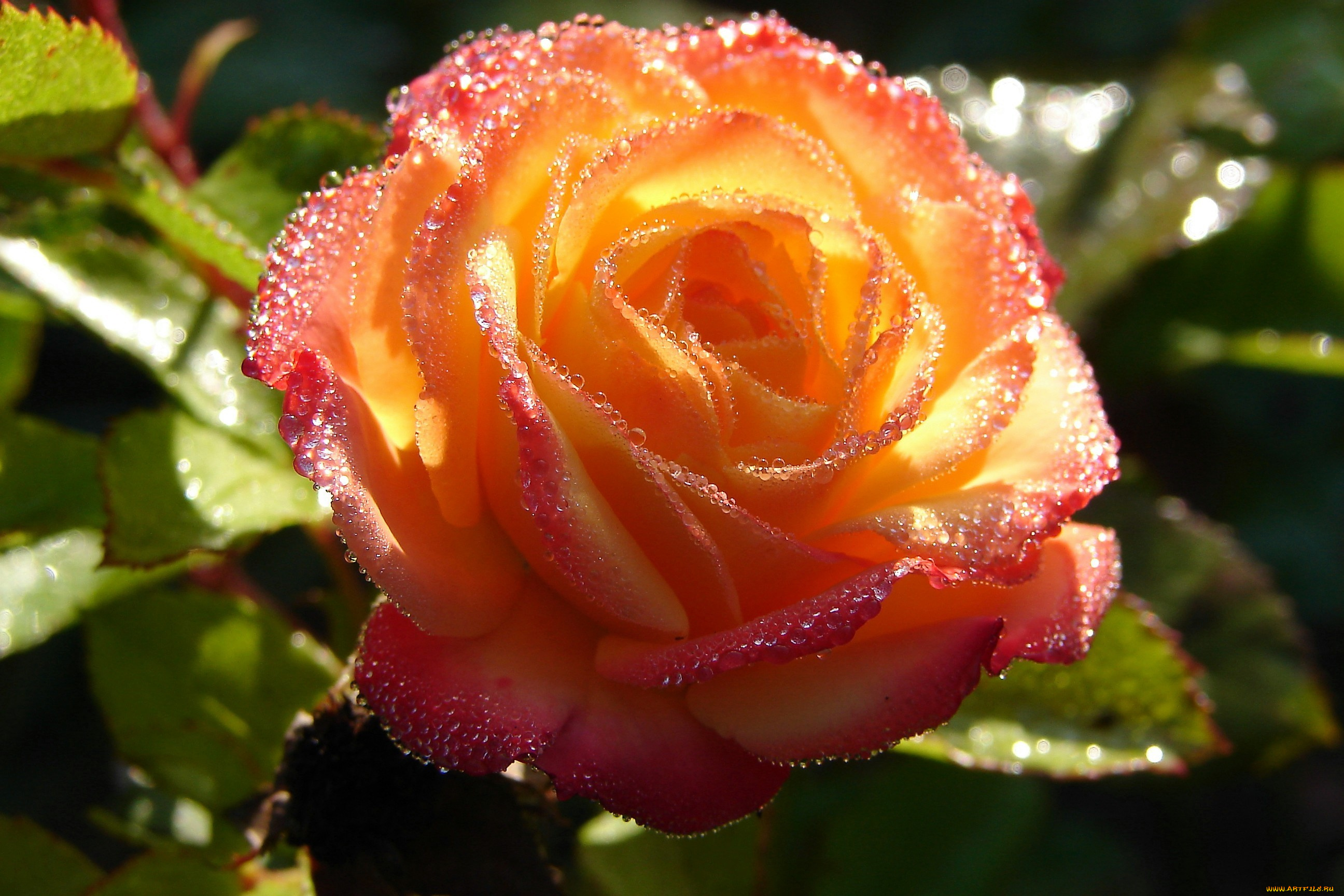 цветы, розы, макро