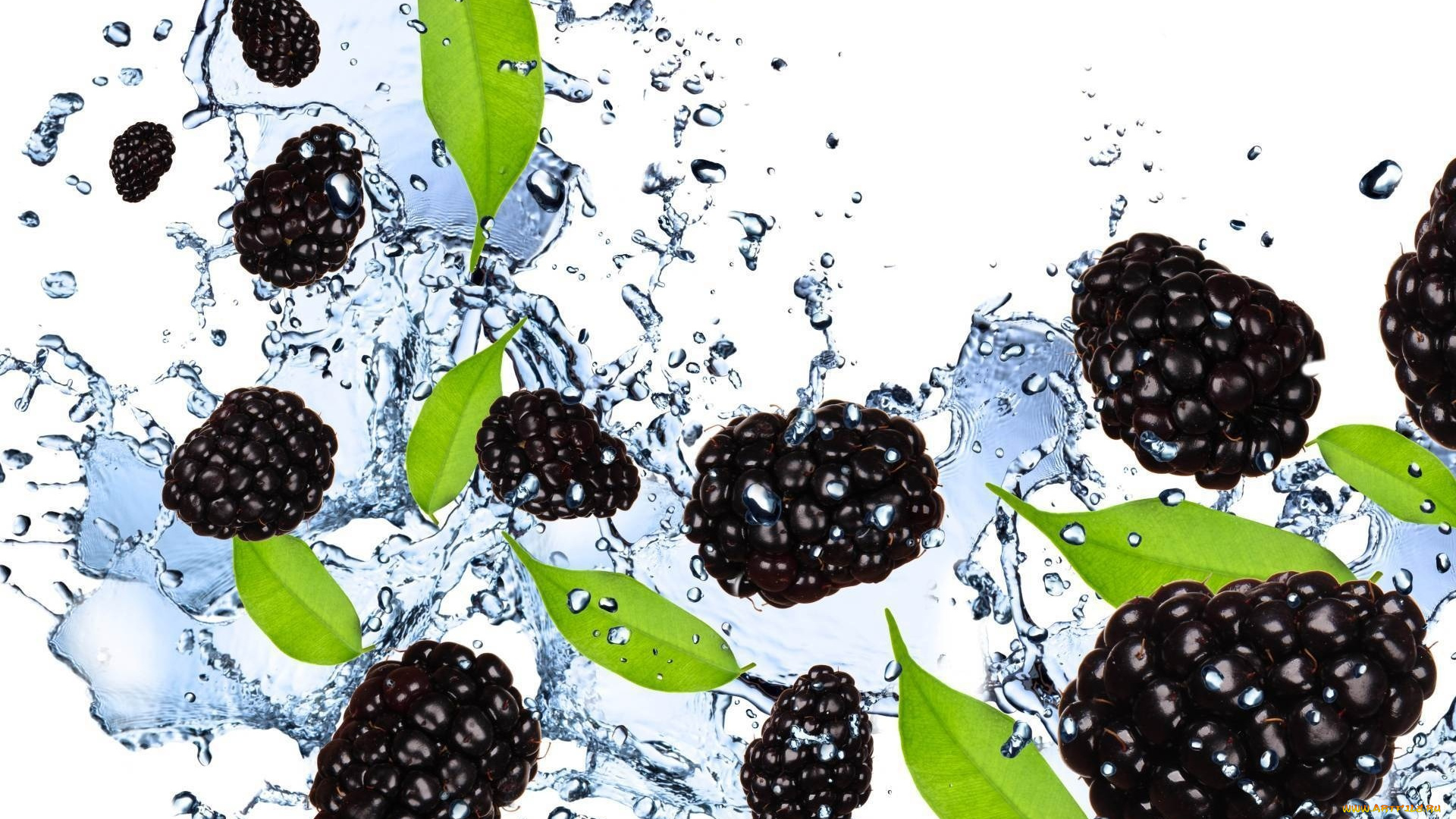 еда, ежевика, вода, брызги, ягоды