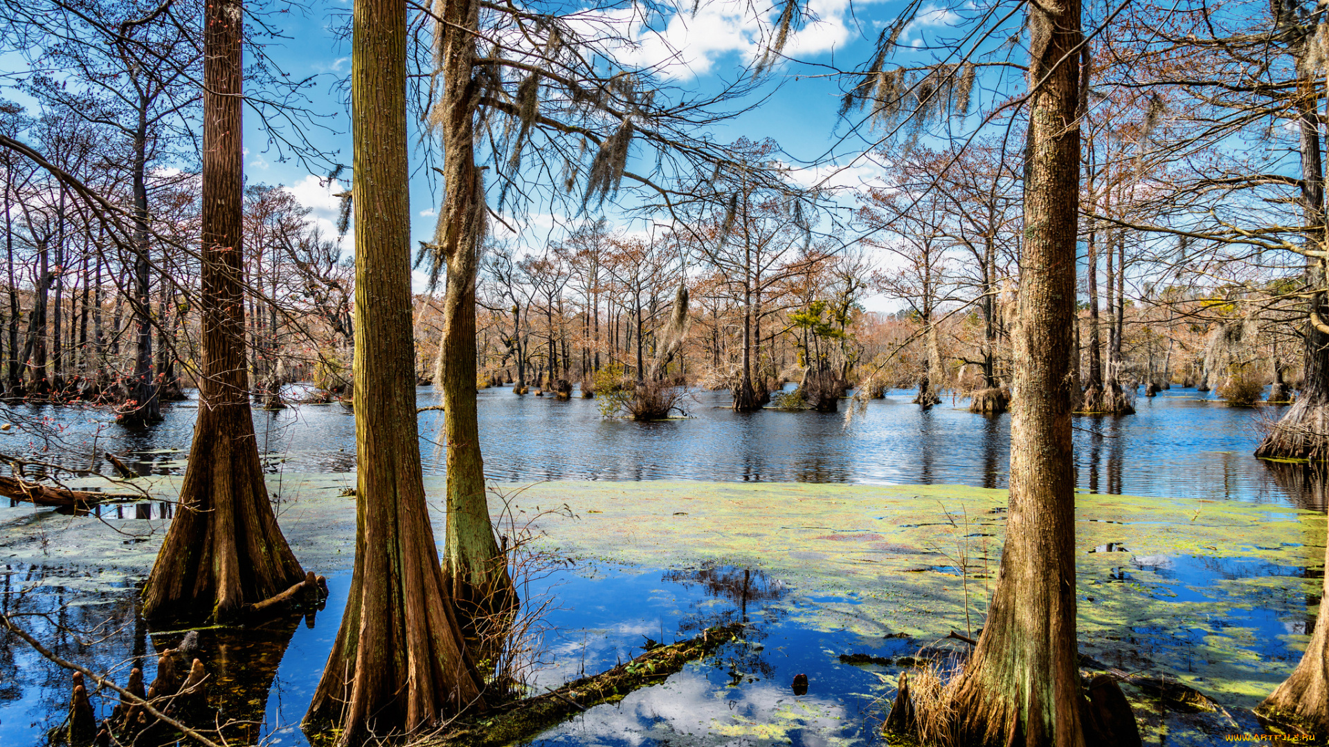 природа, лес, паводок, стволы