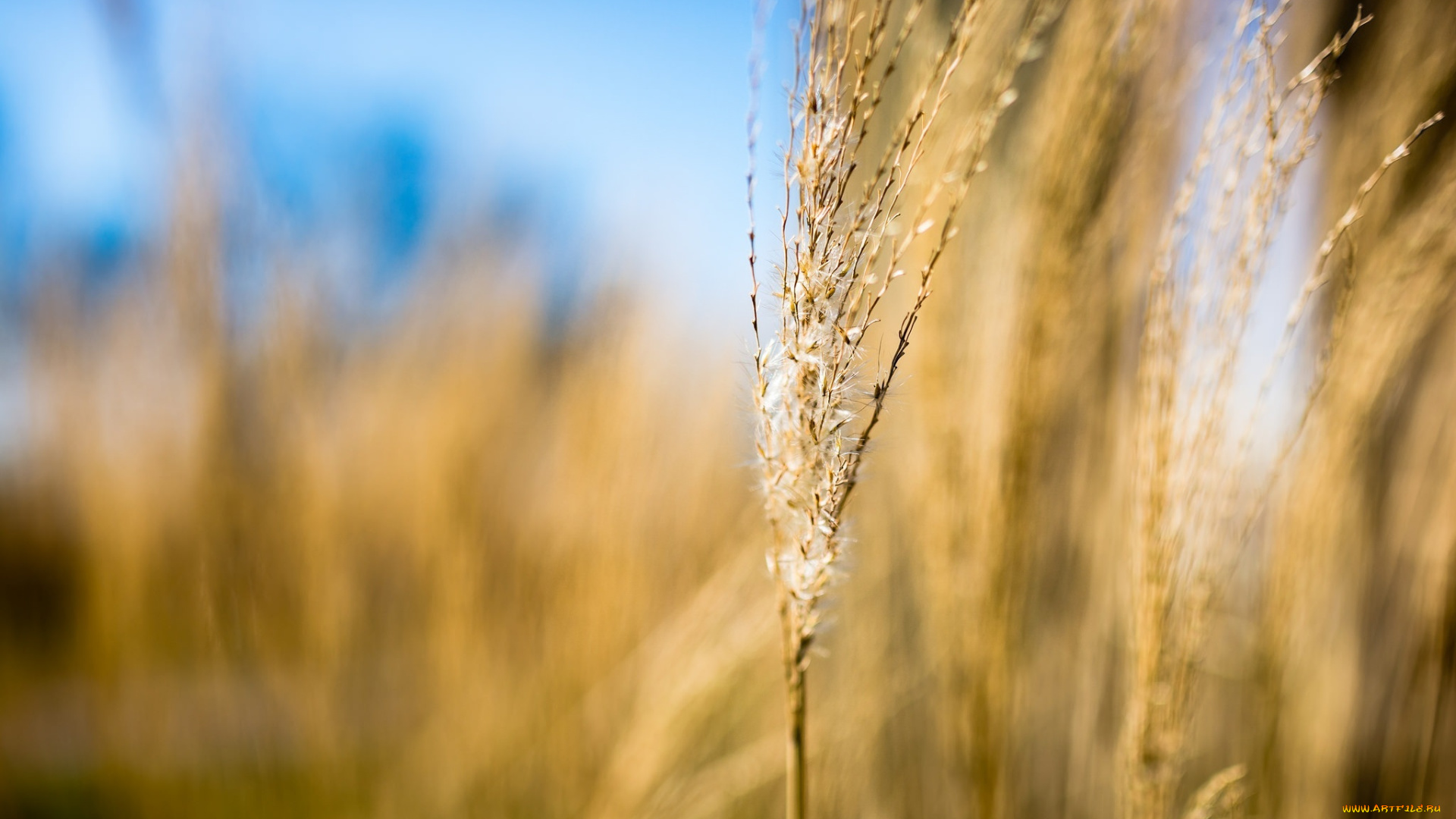 природа, макро, колосок, трава