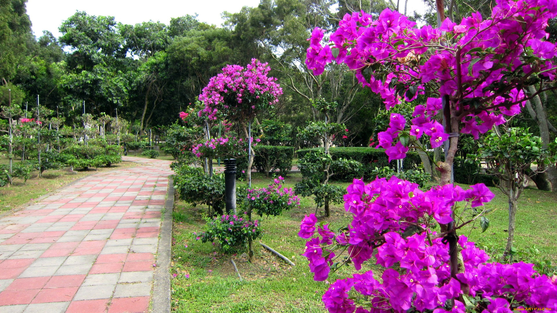 природа, парк, дорожка, бугенвилея