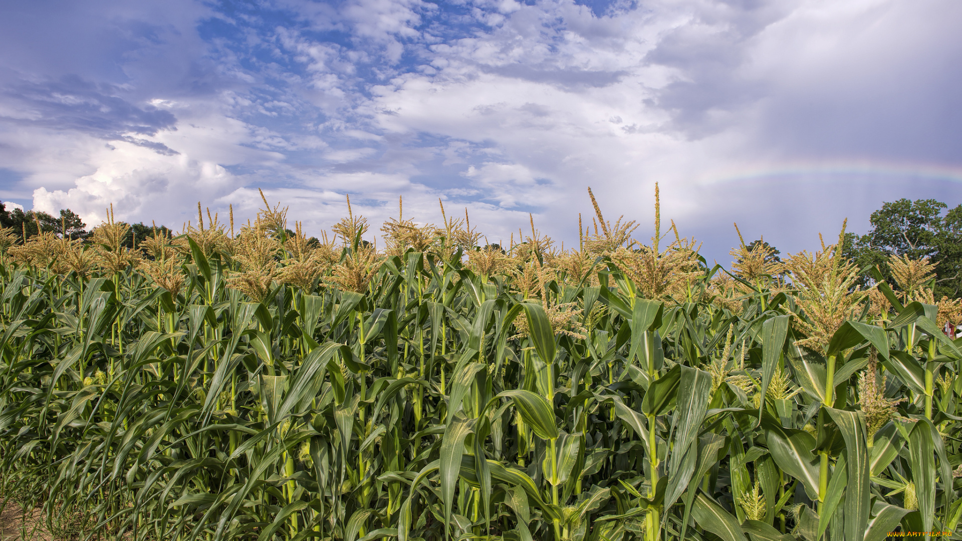 природа, поля, кукуруза, облака, поле