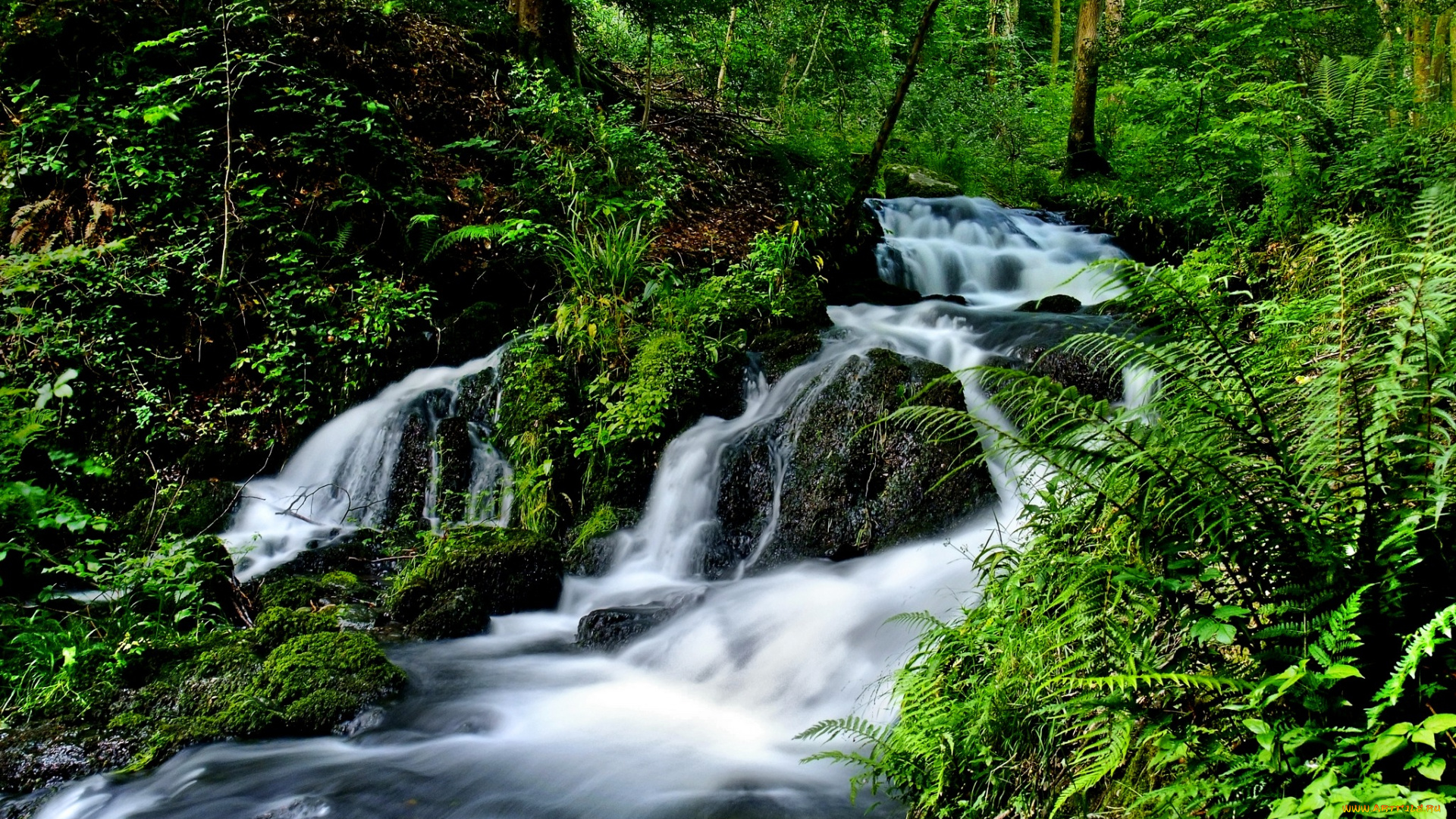 природа, реки, озера, река, деревья, лес