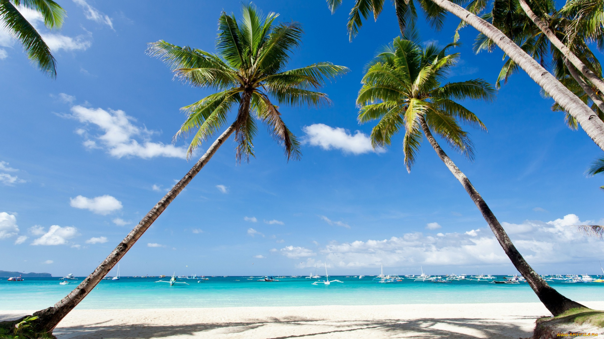 природа, тропики, море, деревья, побережье