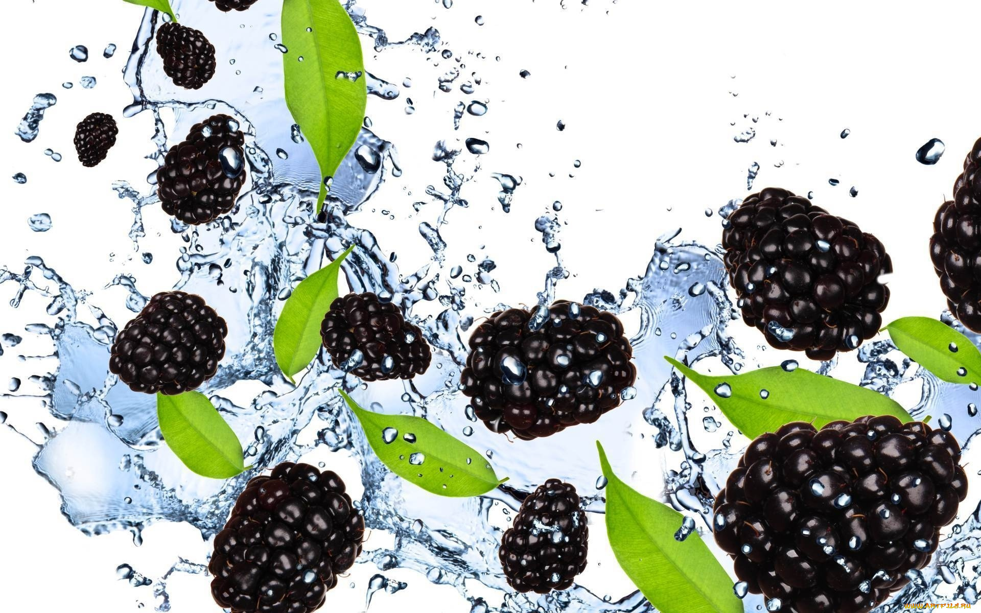 еда, ежевика, вода, брызги, ягоды