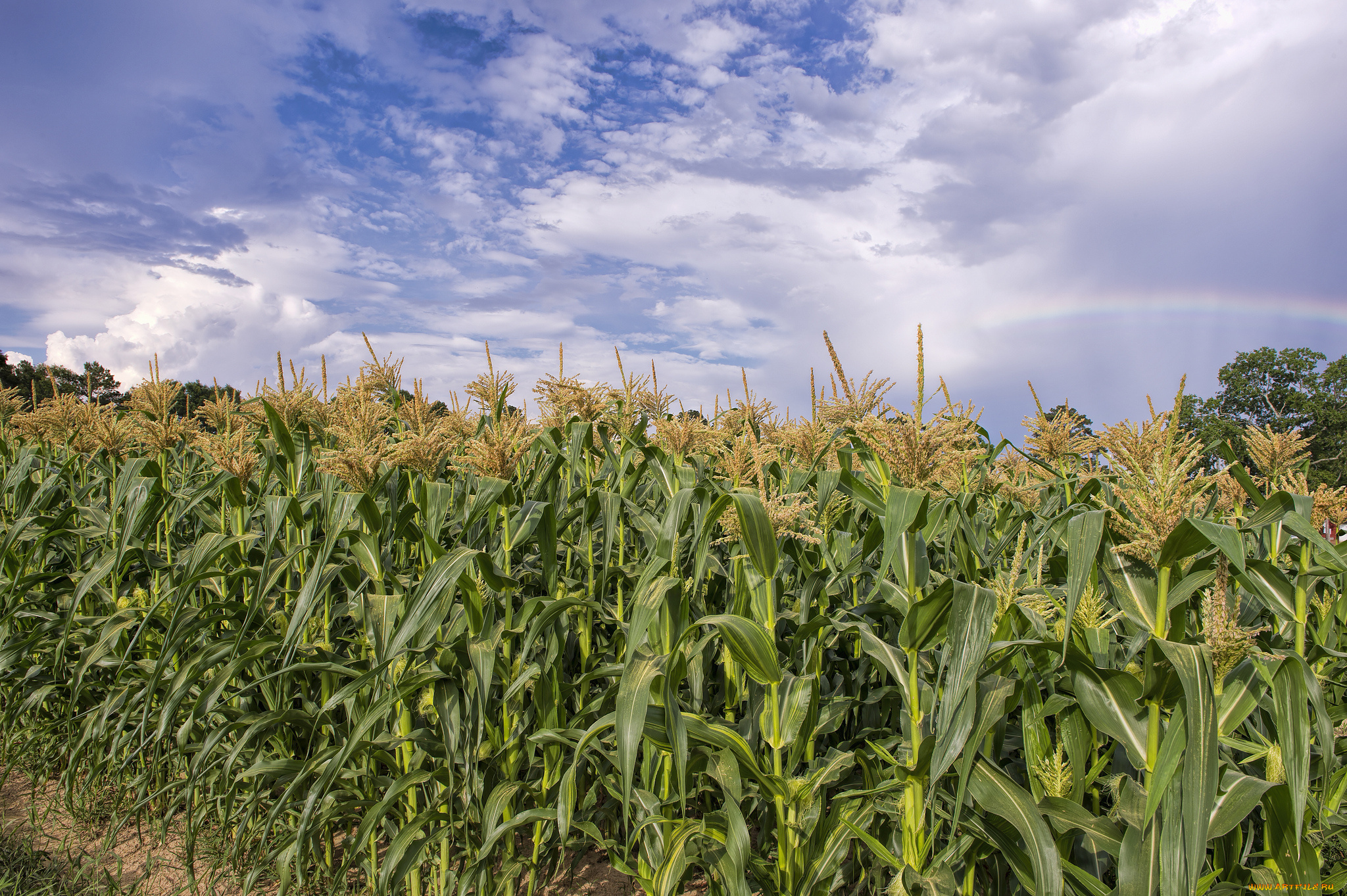 природа, поля, кукуруза, облака, поле