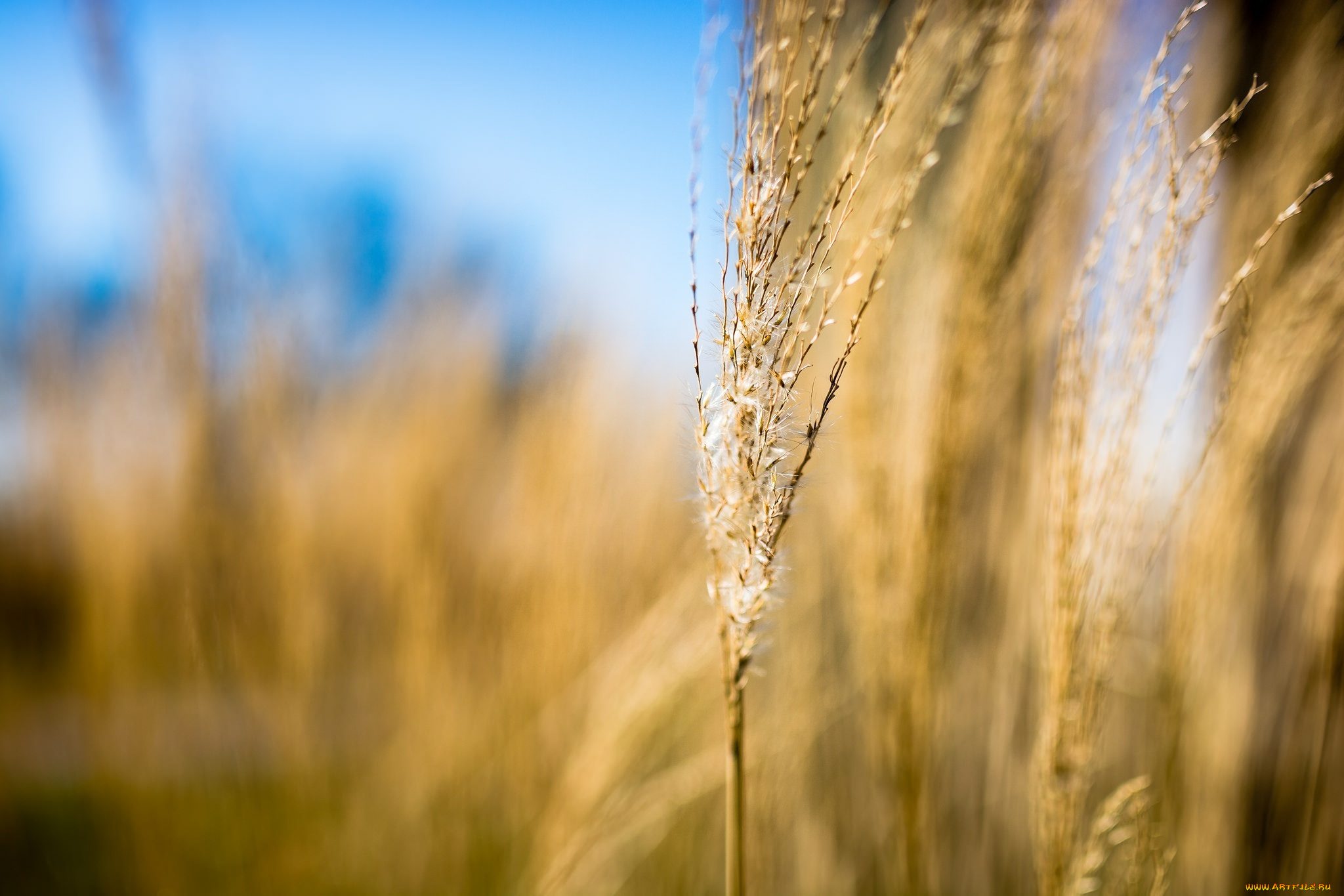 природа, макро, колосок, трава