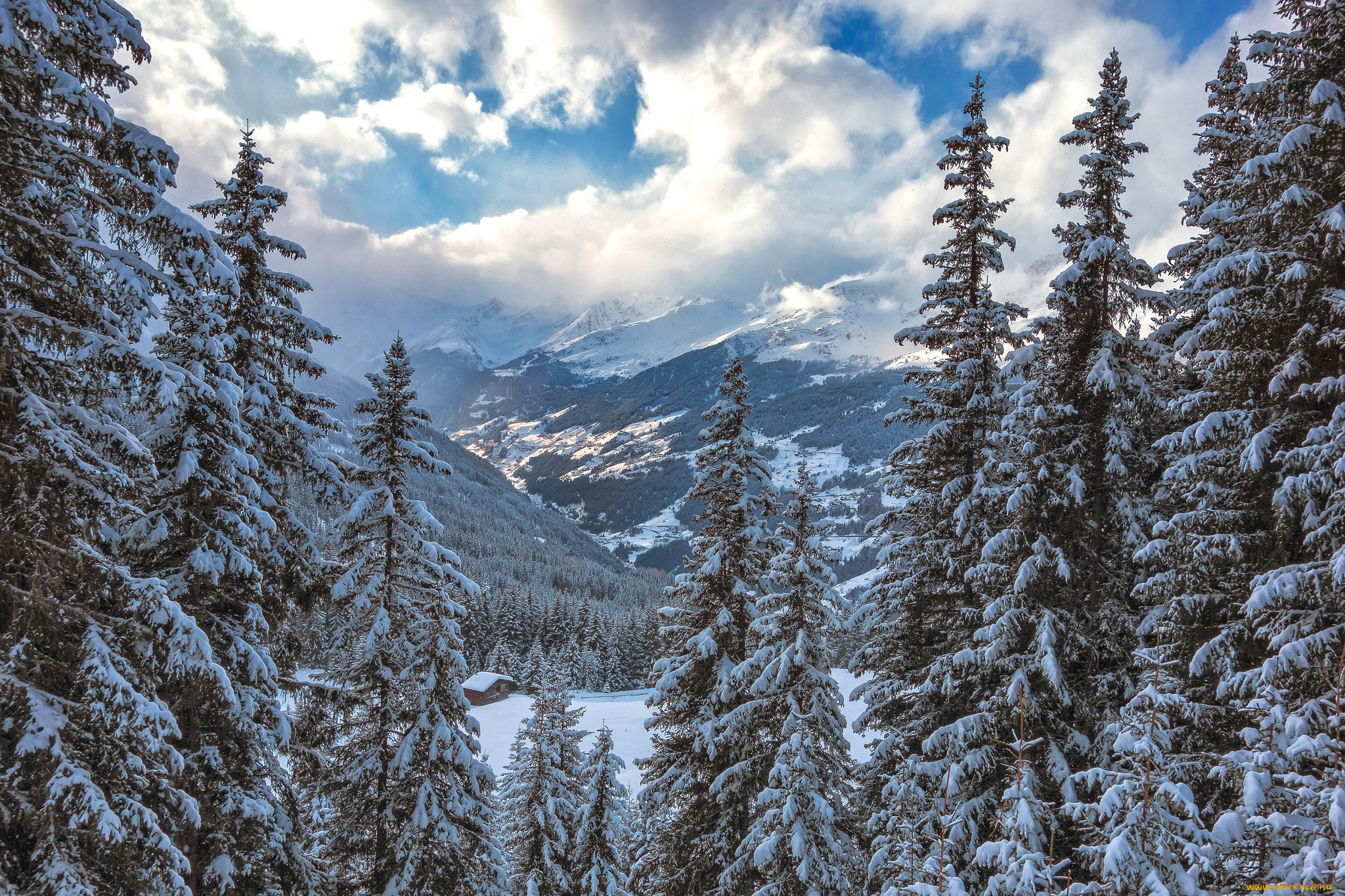 природа, зима, снег, ели