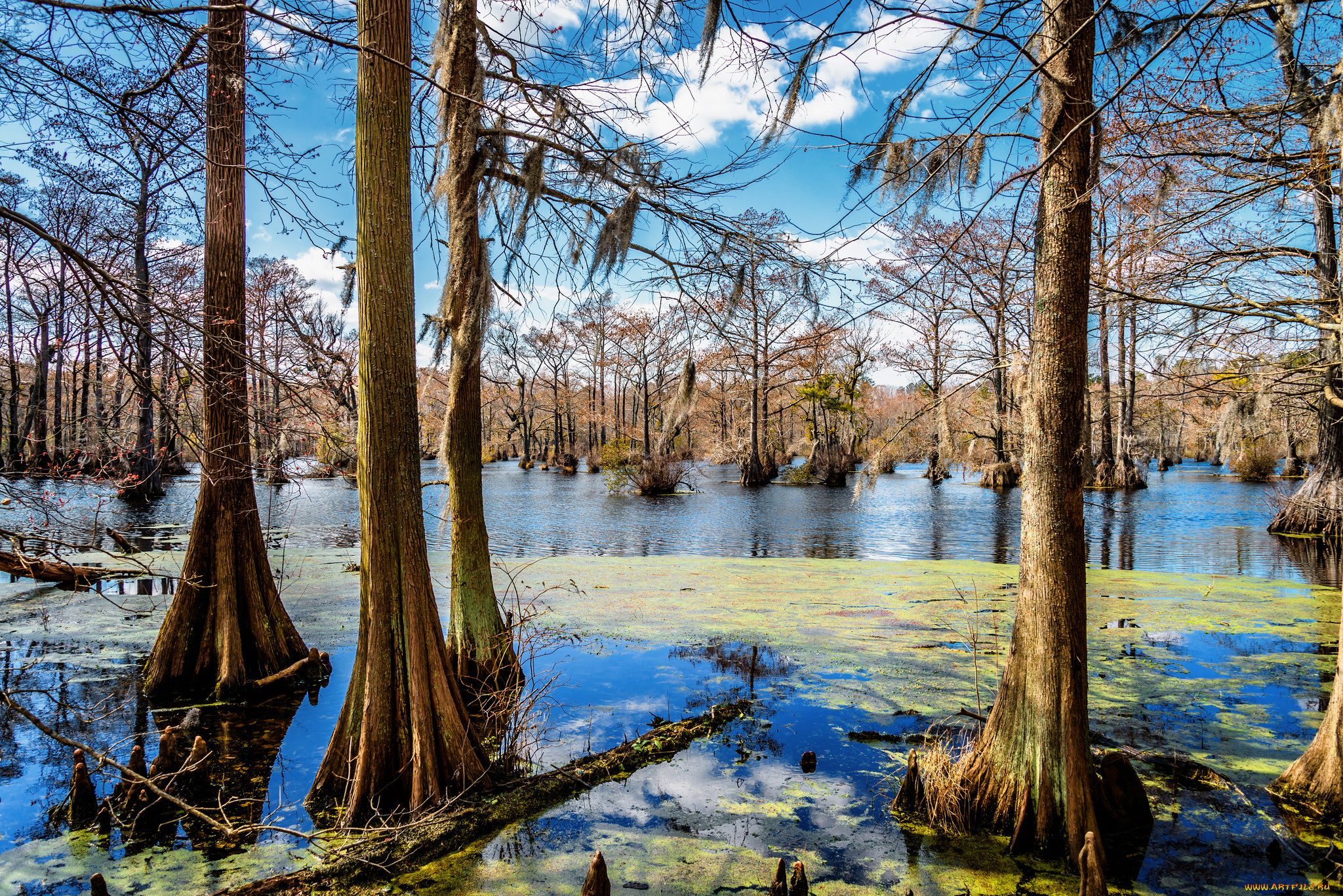 природа, лес, паводок, стволы