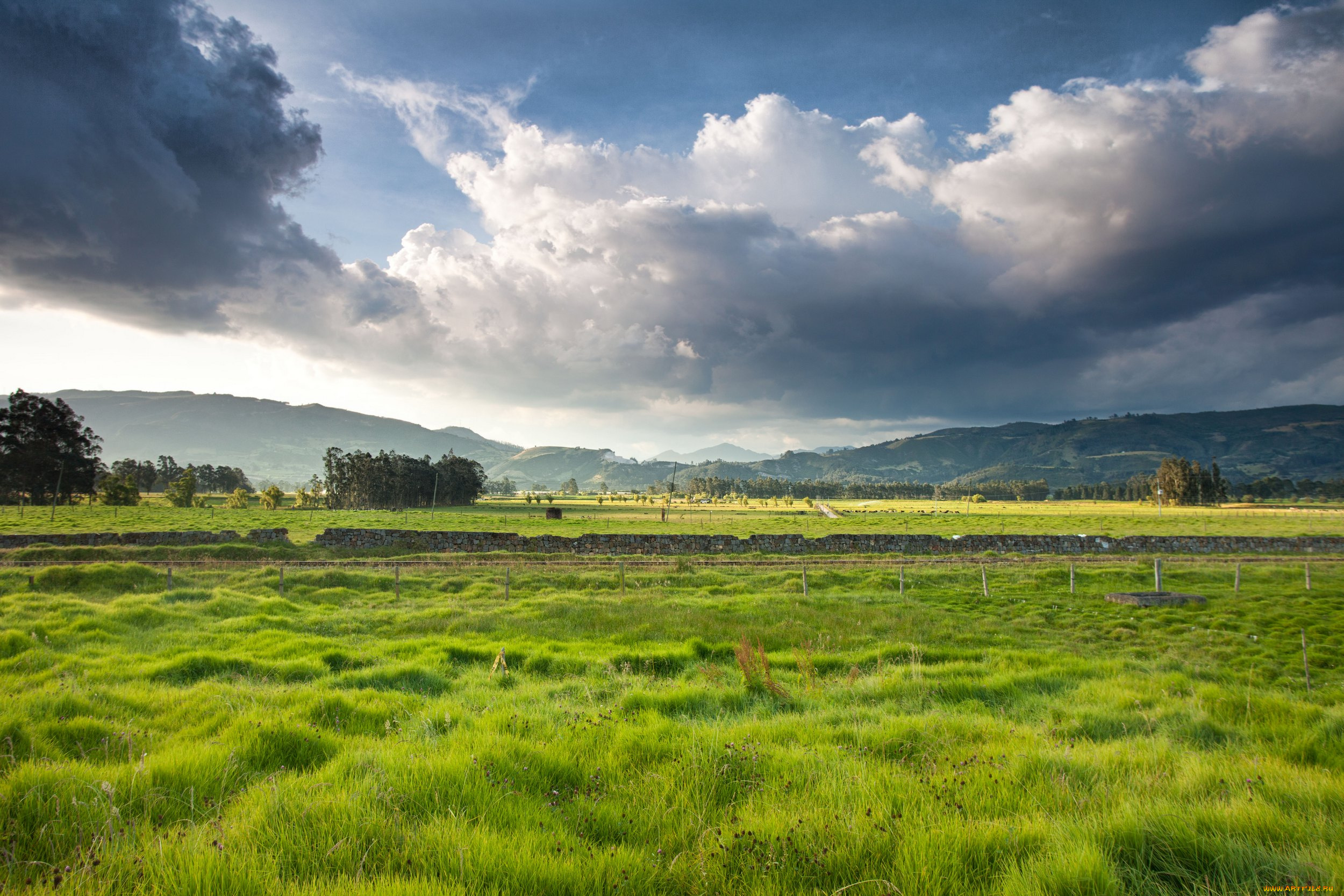 природа, поля, трава, поле