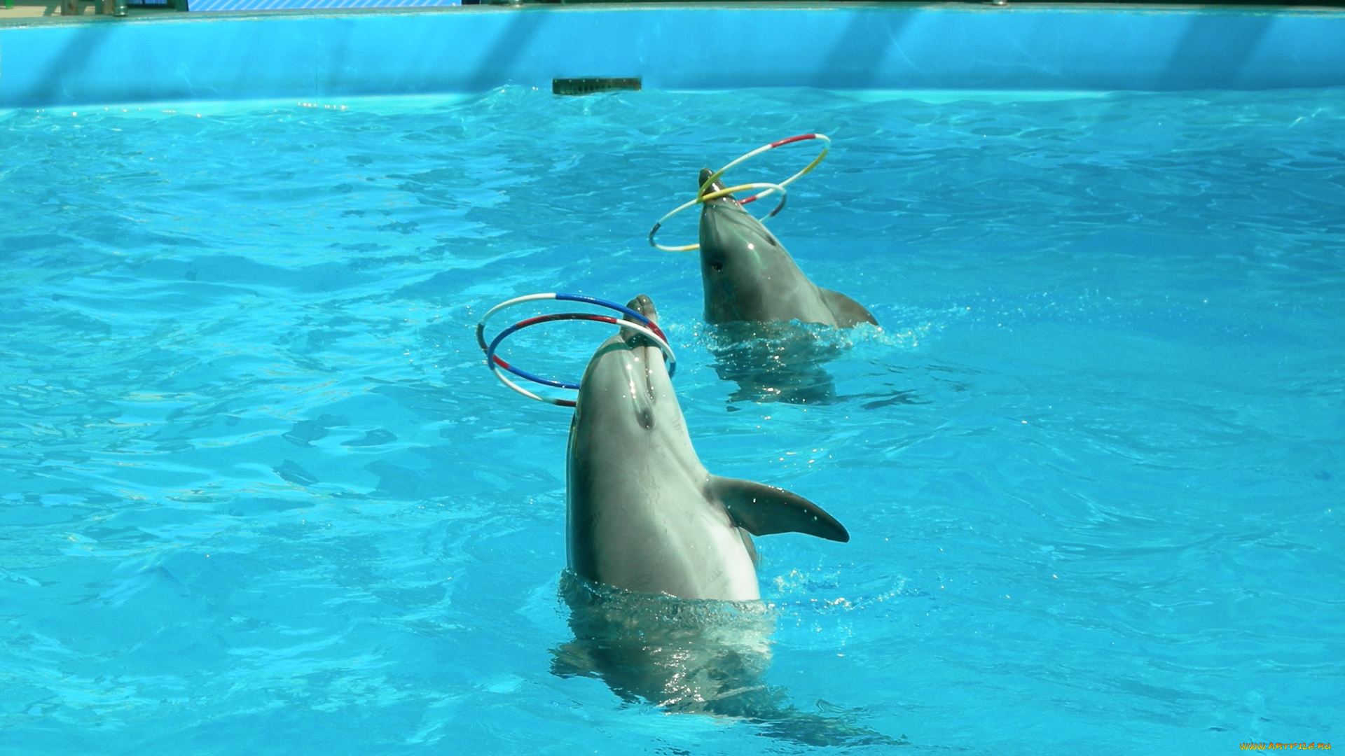 дельфины, животные, обручи
