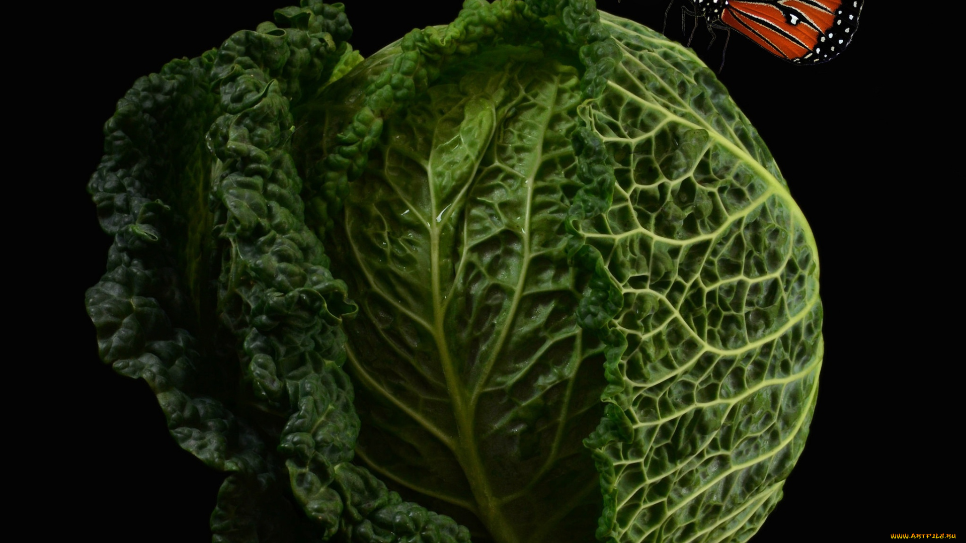 еда, капуста, и, её, разновидности, бабочка, кочан
