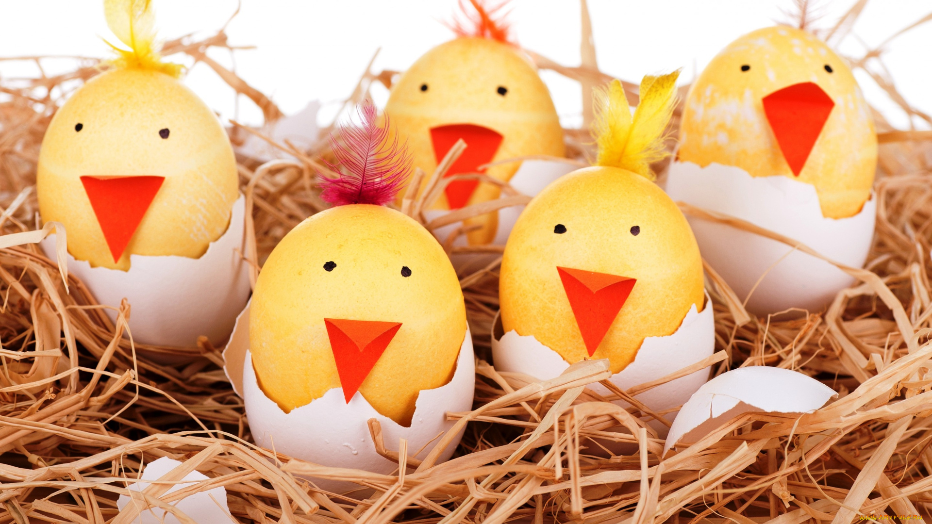 праздничные, пасха, улыбки, яйца, гнездо, eggs, smile, easter, funny