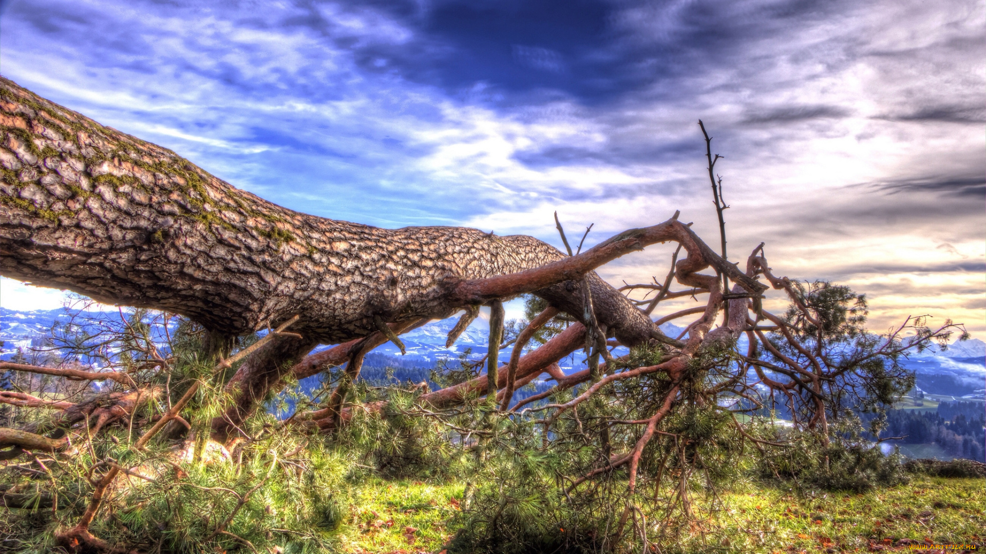 природа, деревья, тучи, сосна