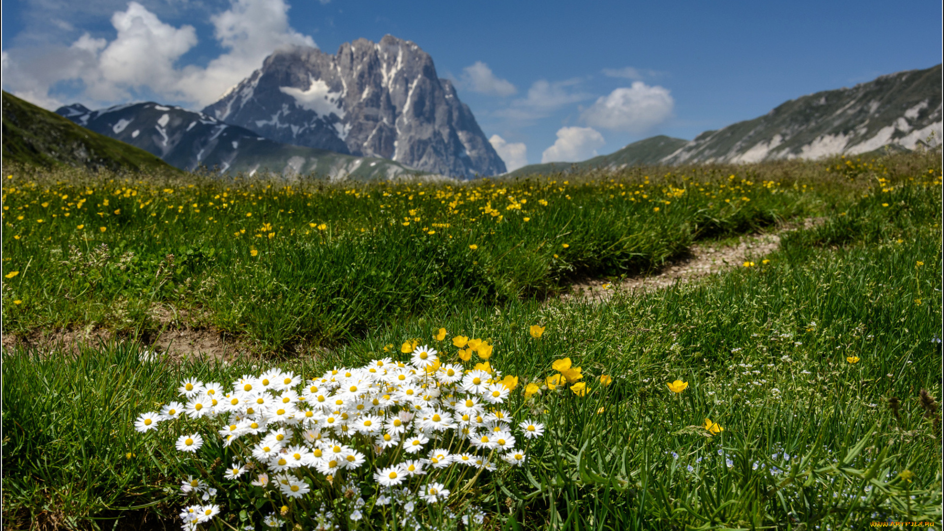 природа, луга, цветы, горы, трава