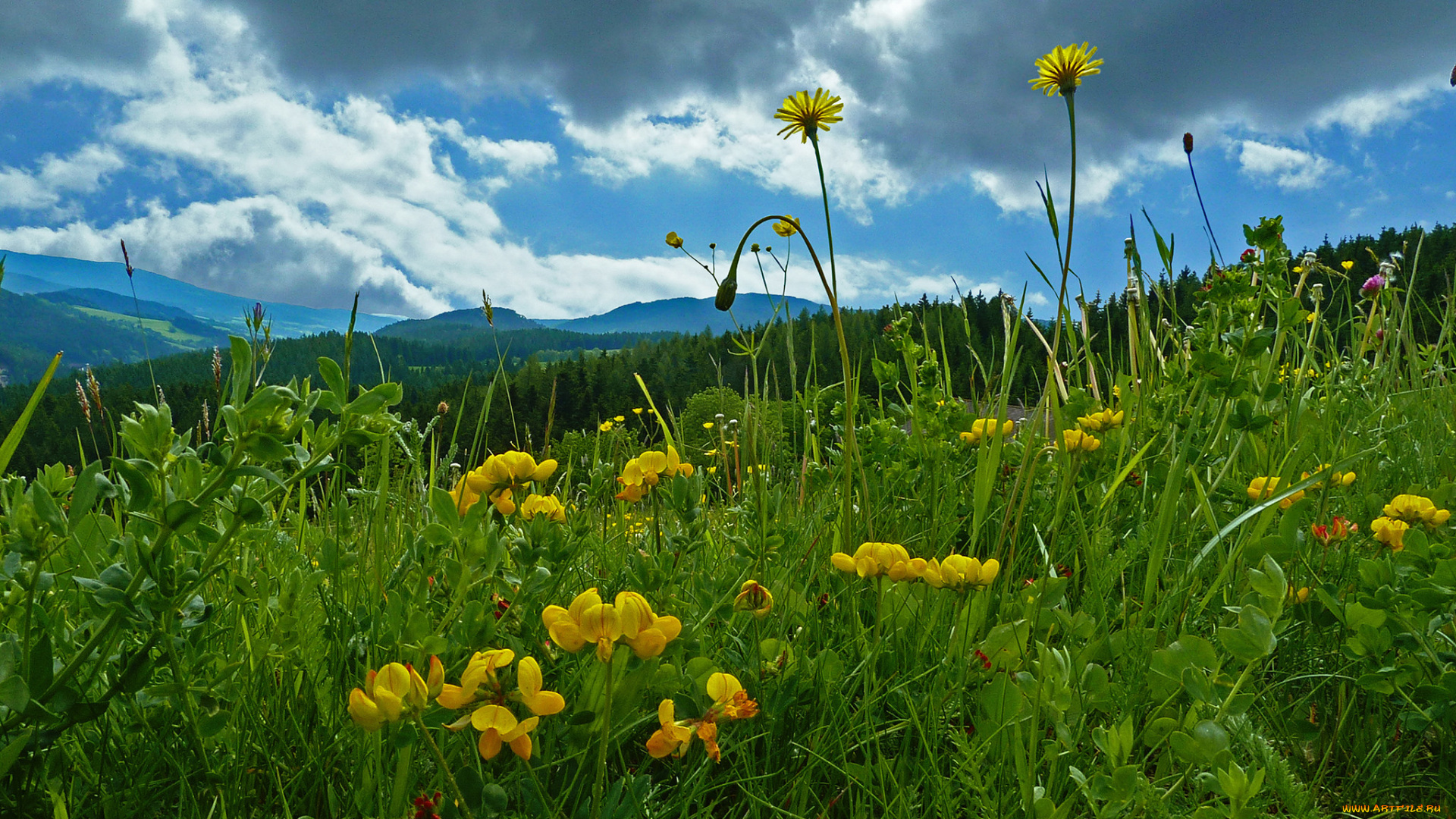 природа, луга, цветы, трава