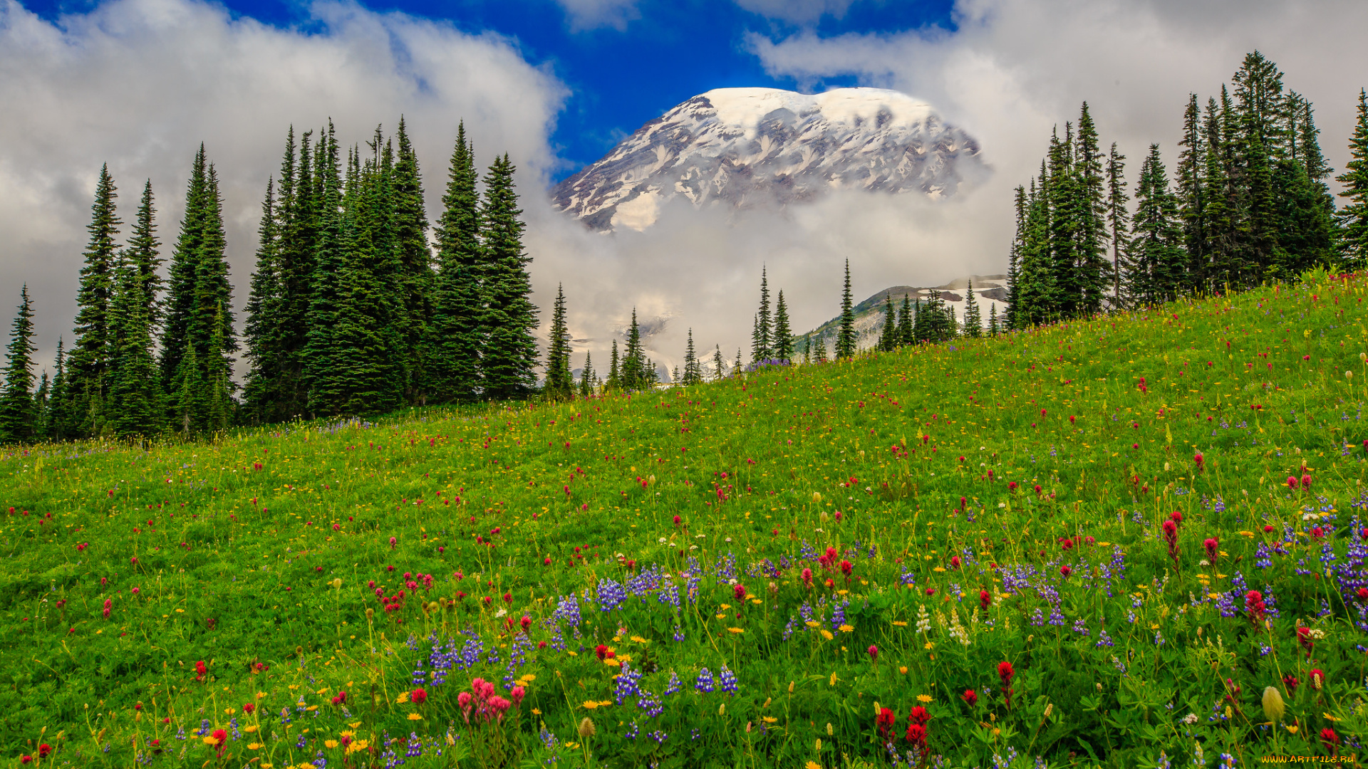 природа, луга, цветы, трава, лес, горы