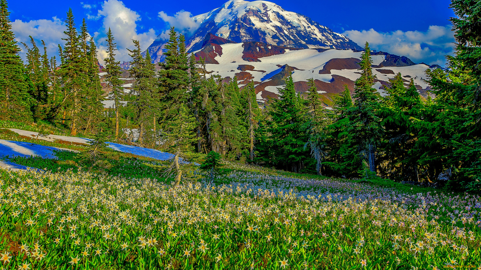 природа, луга, цветы, трава, лес, горы