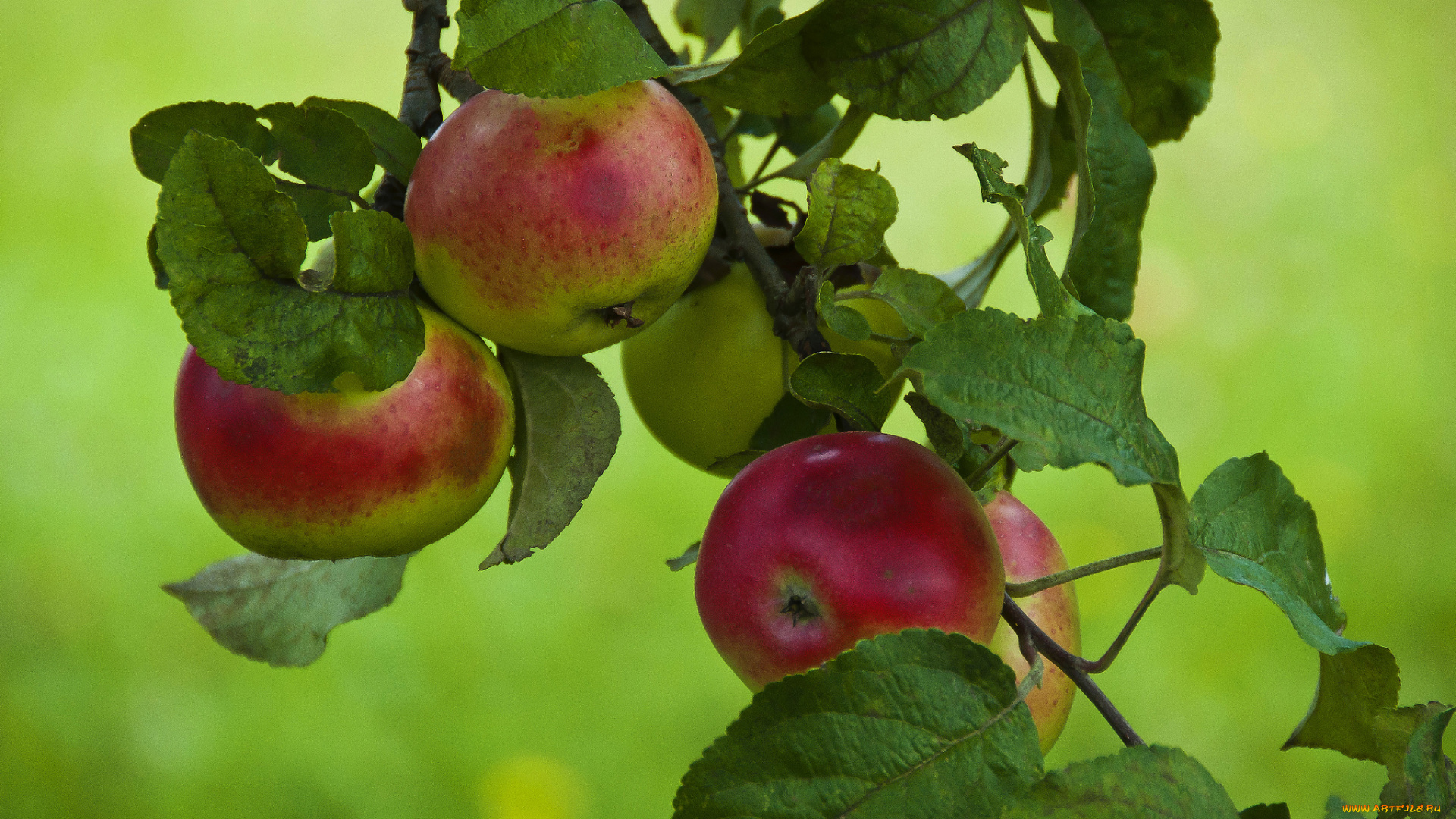 природа, плоды, яблоки, ветка