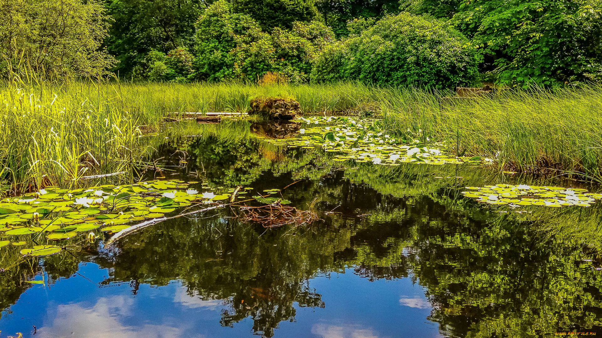 природа, реки, озера, река, лес