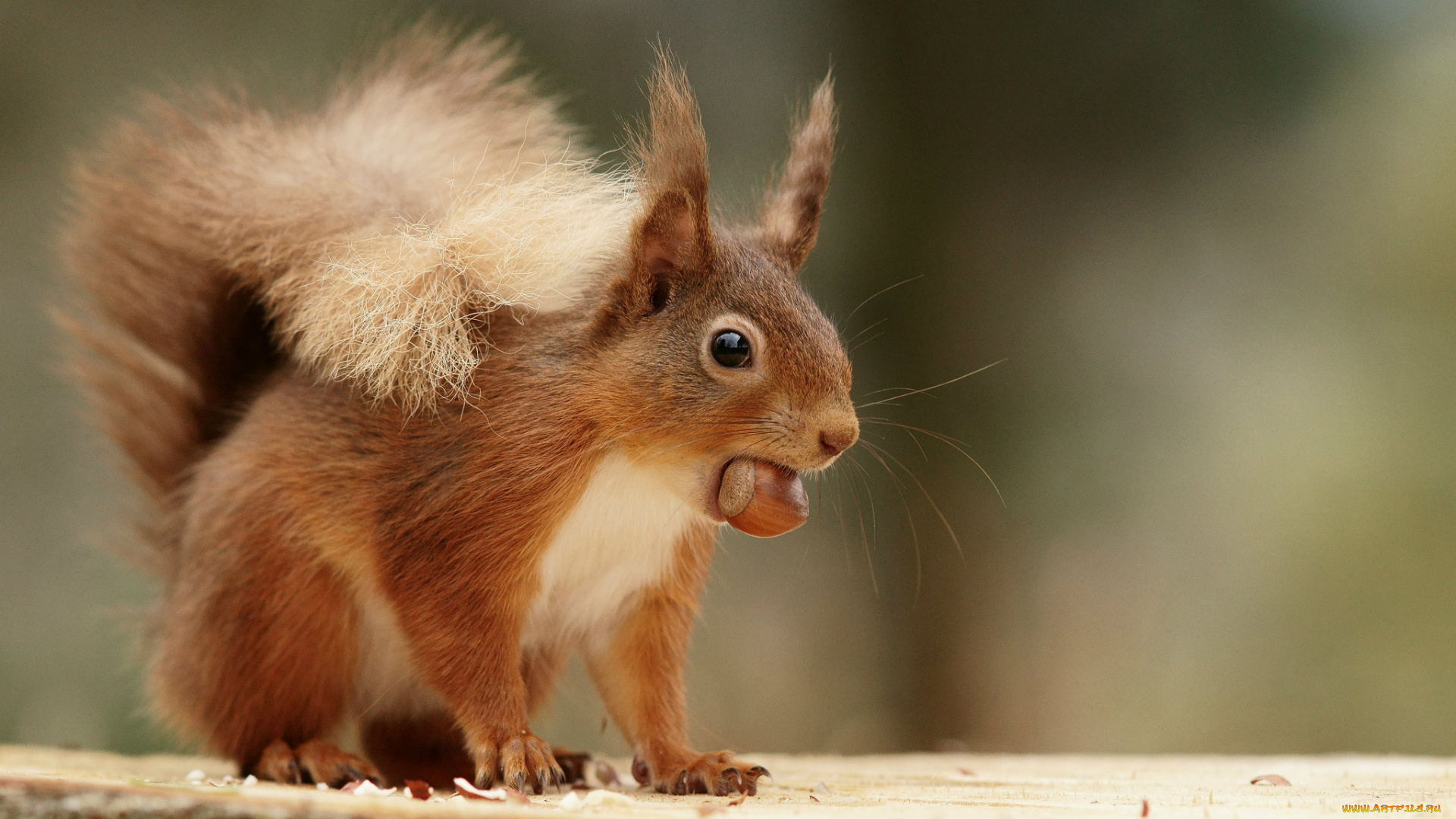 животные, белки, белка