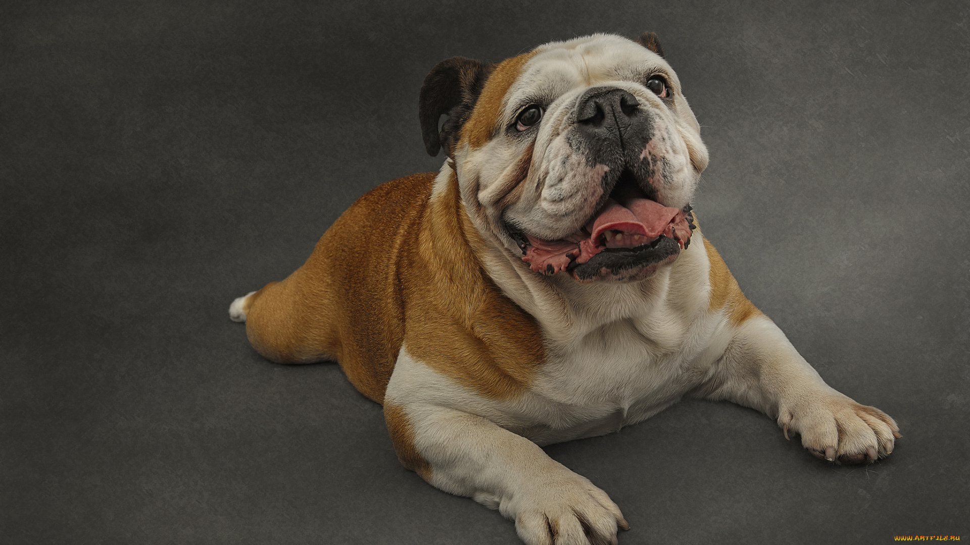 животные, собаки, пес