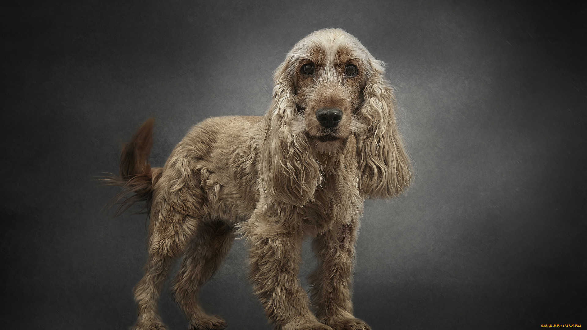 животные, собаки, пес