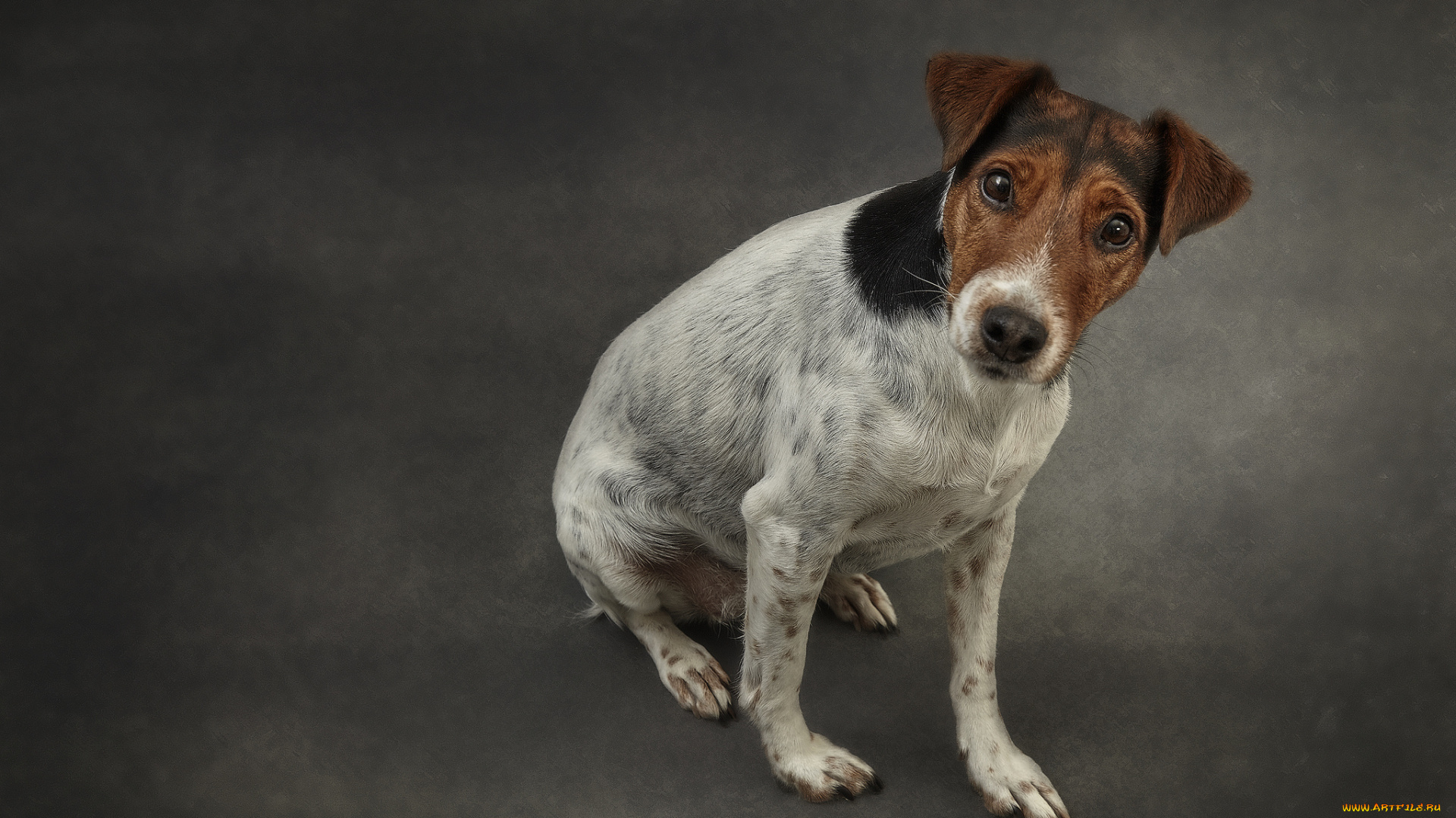 животные, собаки, пес