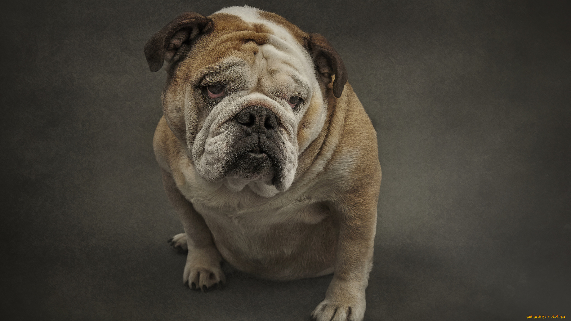 животные, собаки, пес