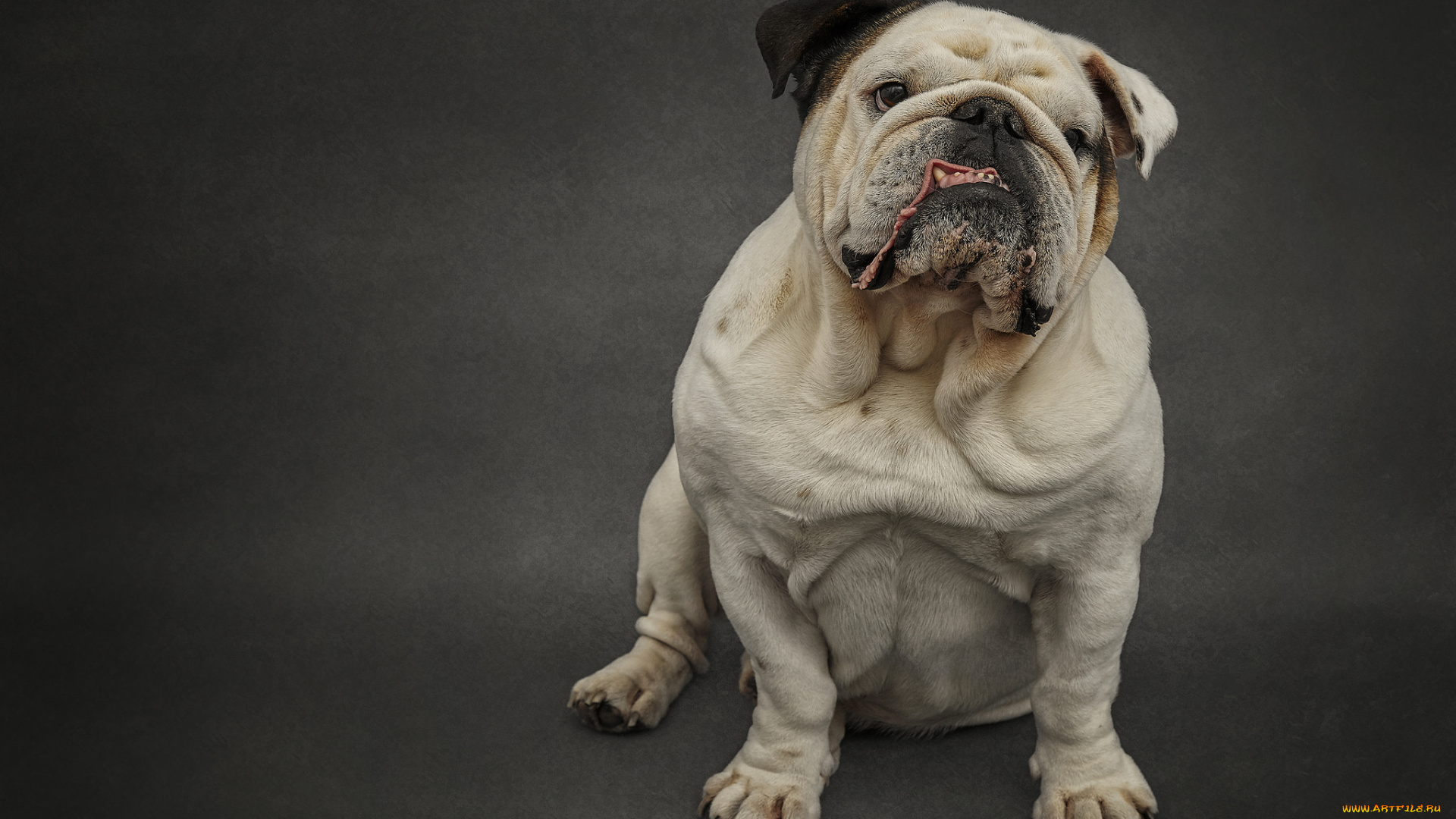 животные, собаки, пес