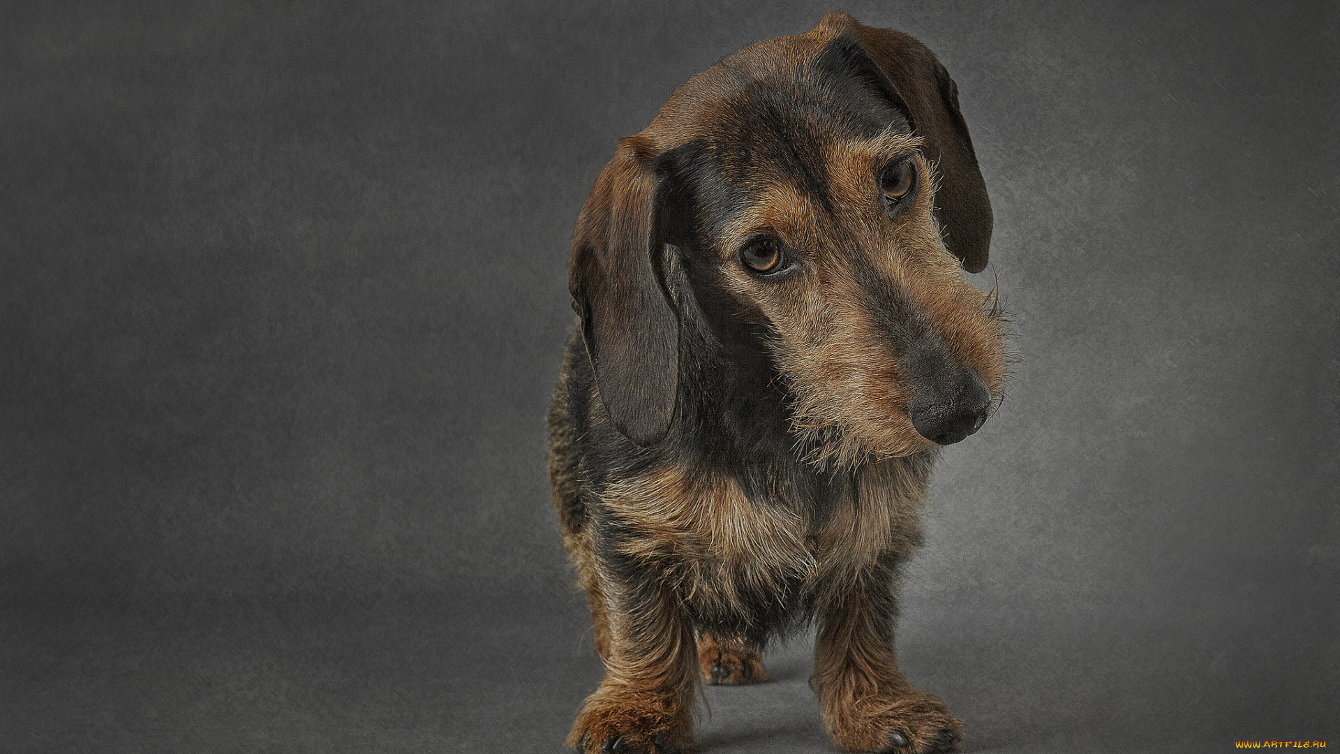 животные, собаки, пес