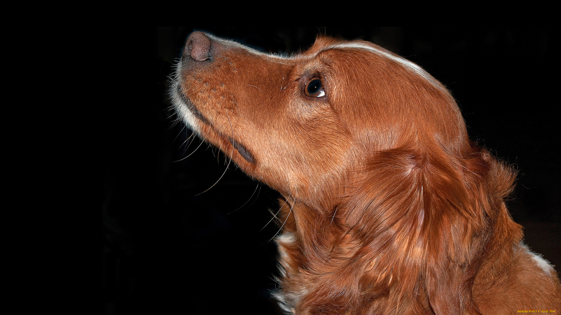 животные, собаки, пес