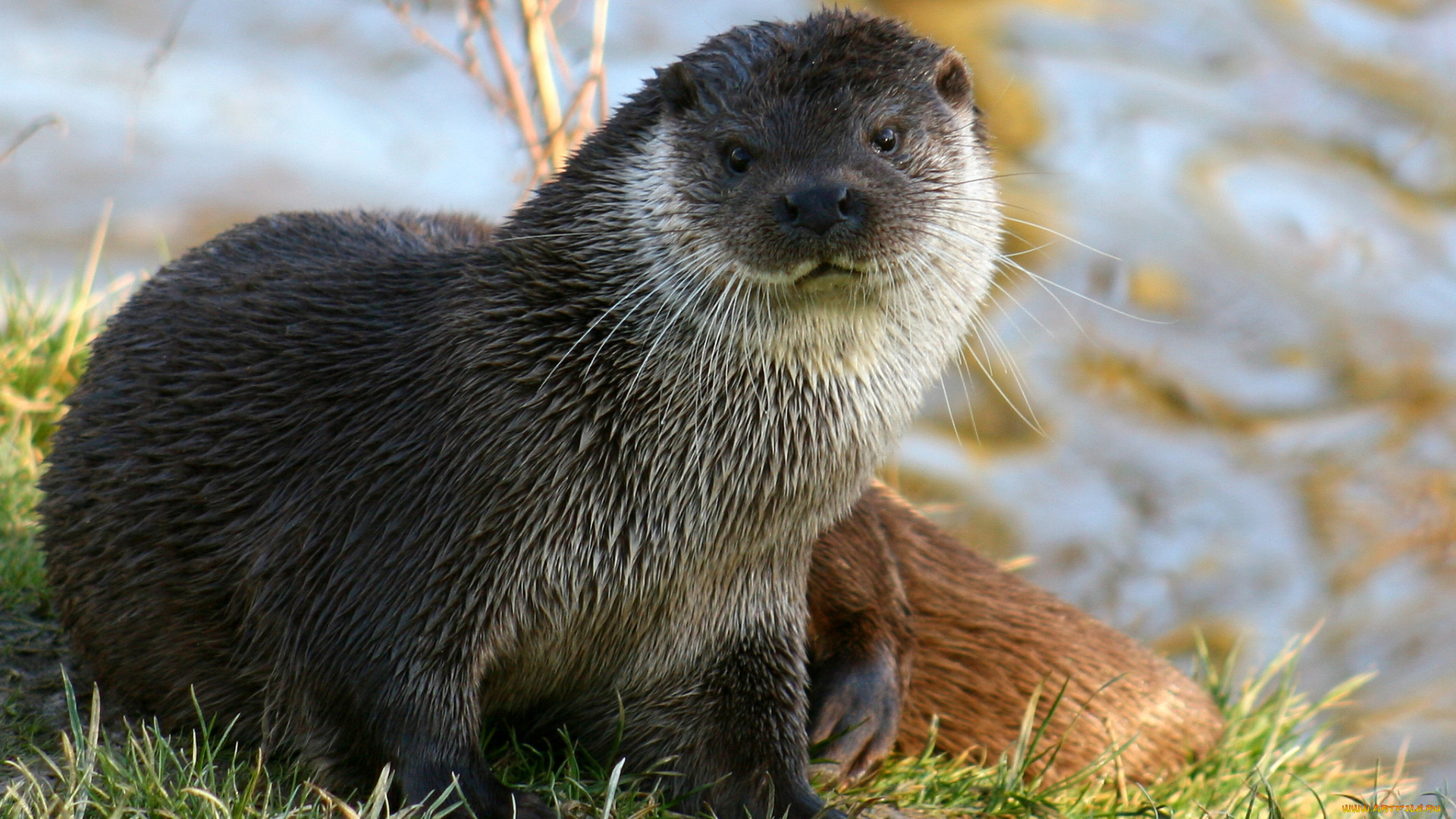 животные, выдры, , каланы, , ондатры, выдра