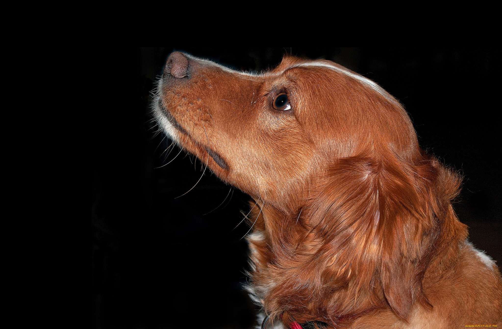 животные, собаки, пес