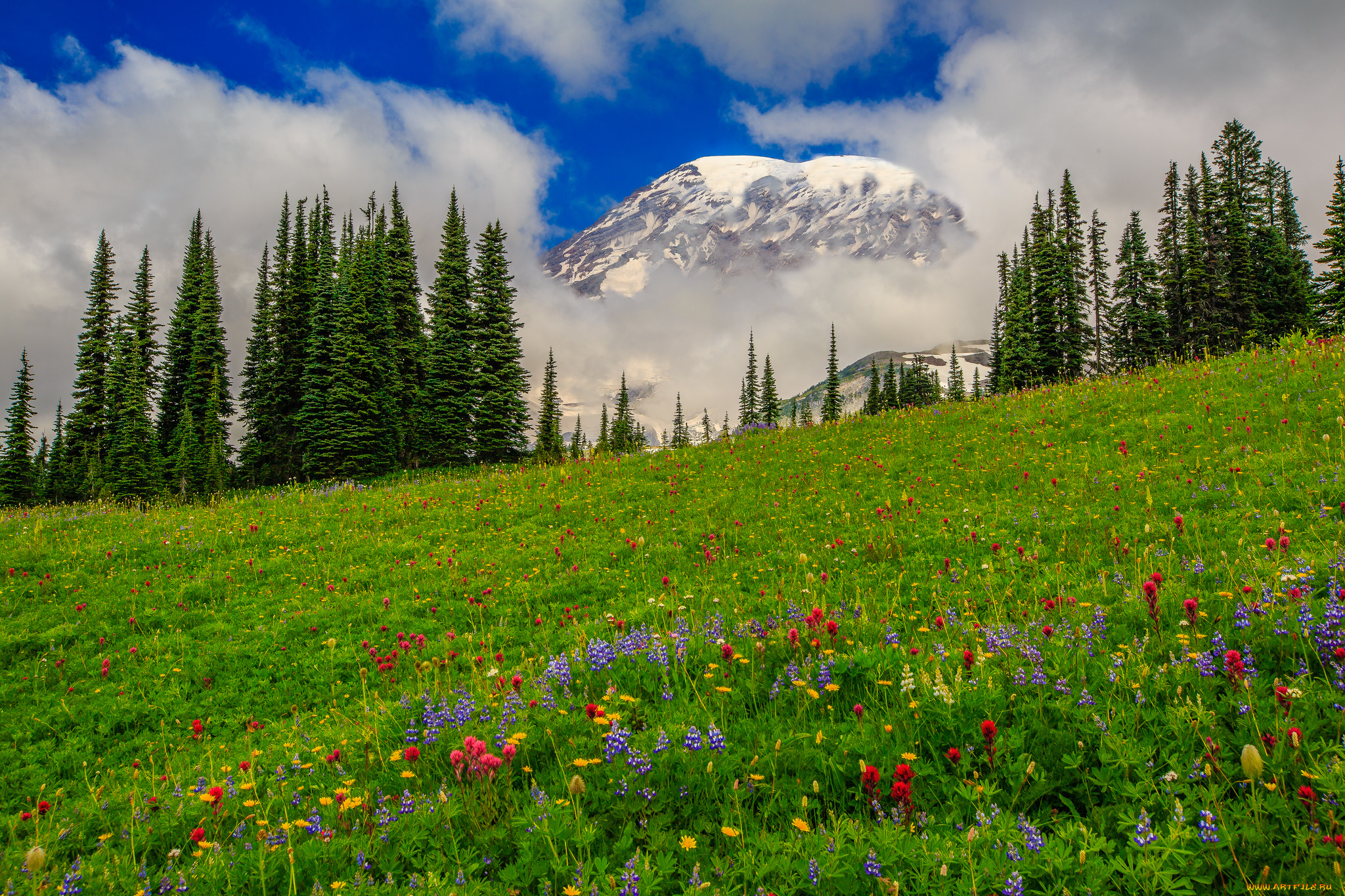 природа, луга, цветы, трава, лес, горы