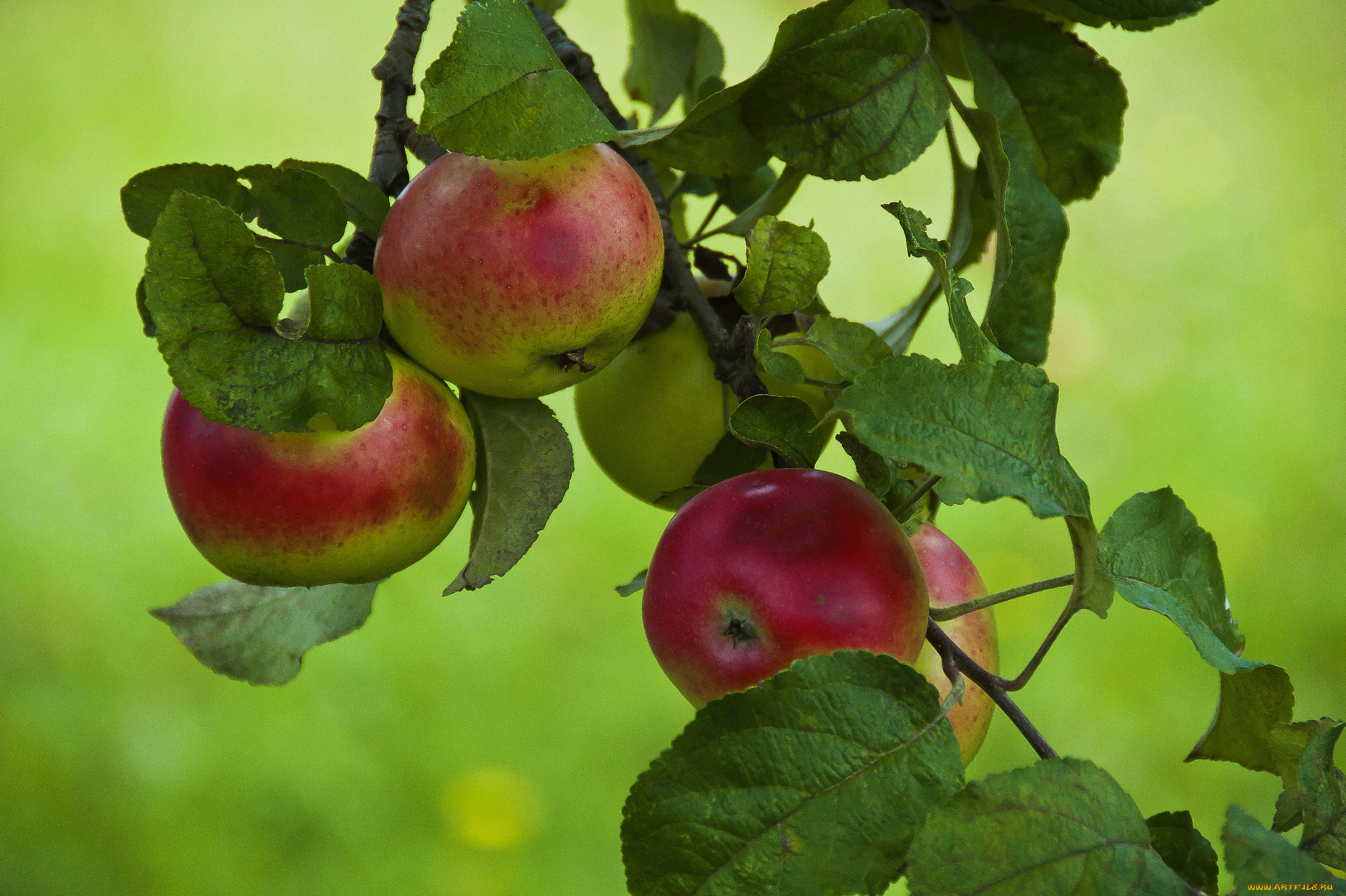 природа, плоды, яблоки, ветка