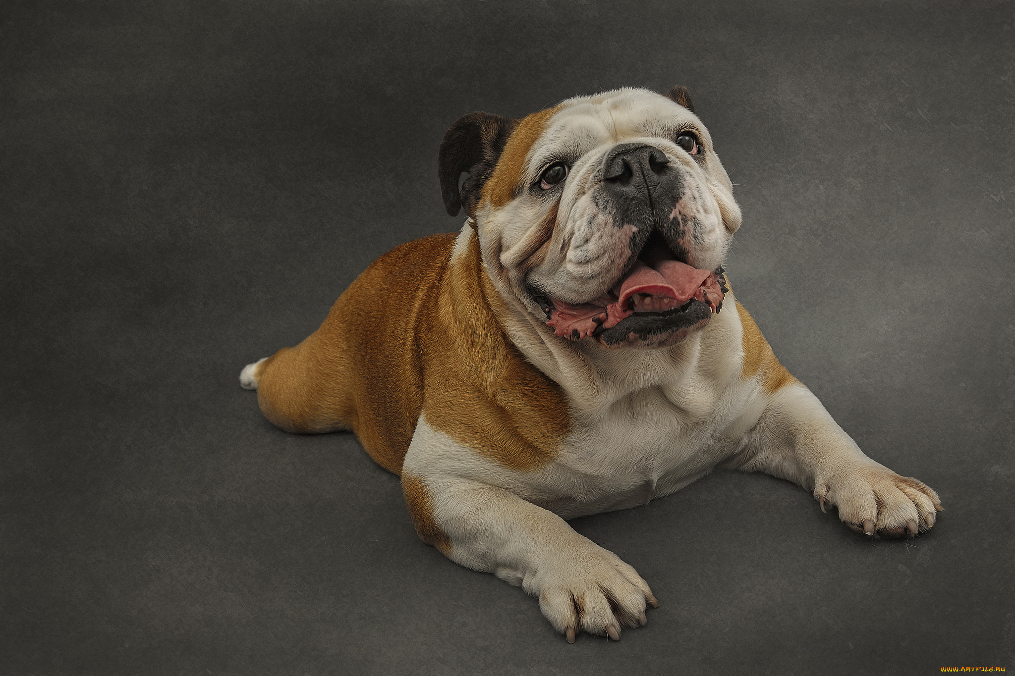 животные, собаки, пес