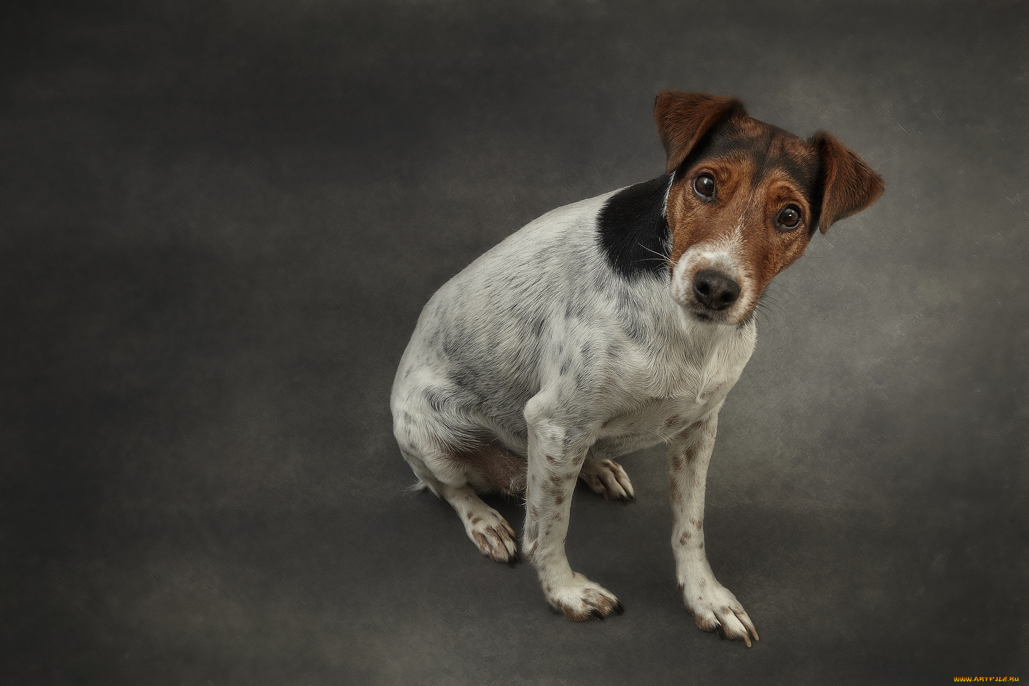 животные, собаки, пес