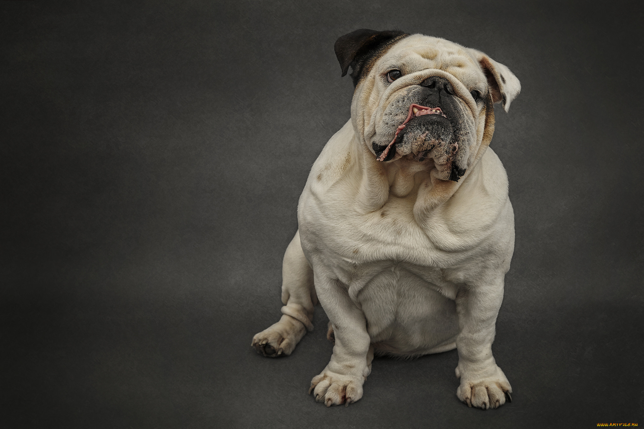 животные, собаки, пес