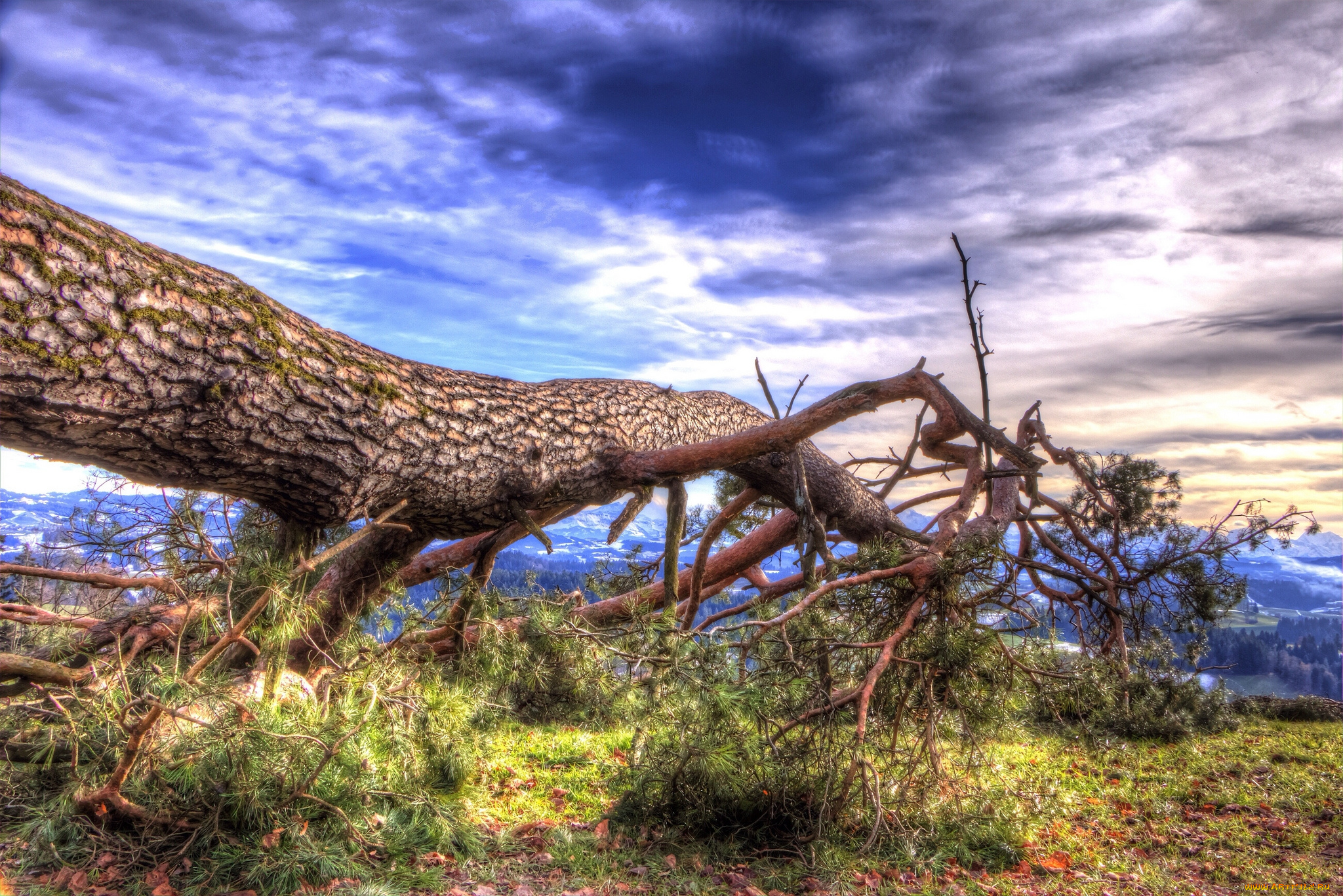 природа, деревья, тучи, сосна