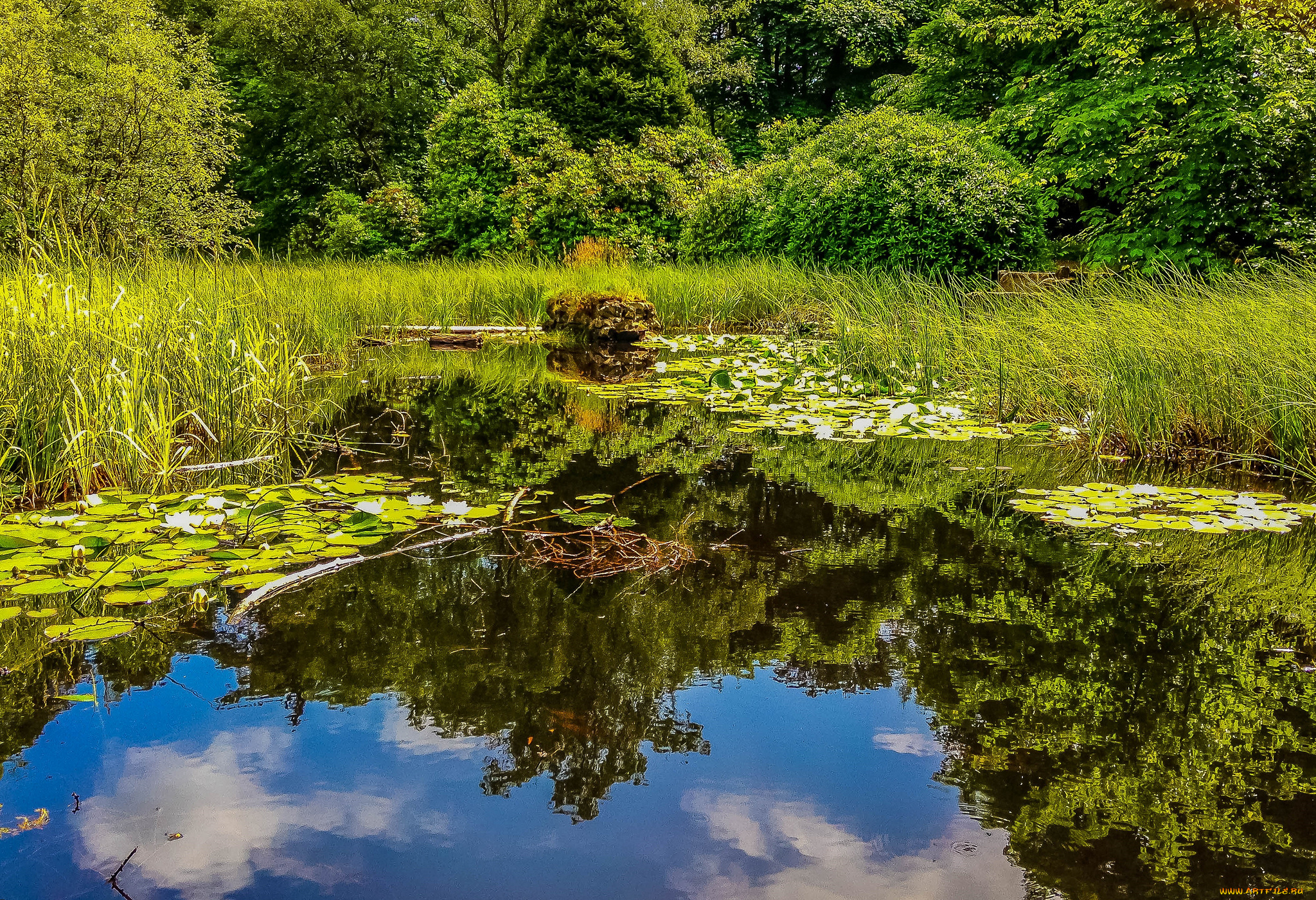 природа, реки, озера, река, лес