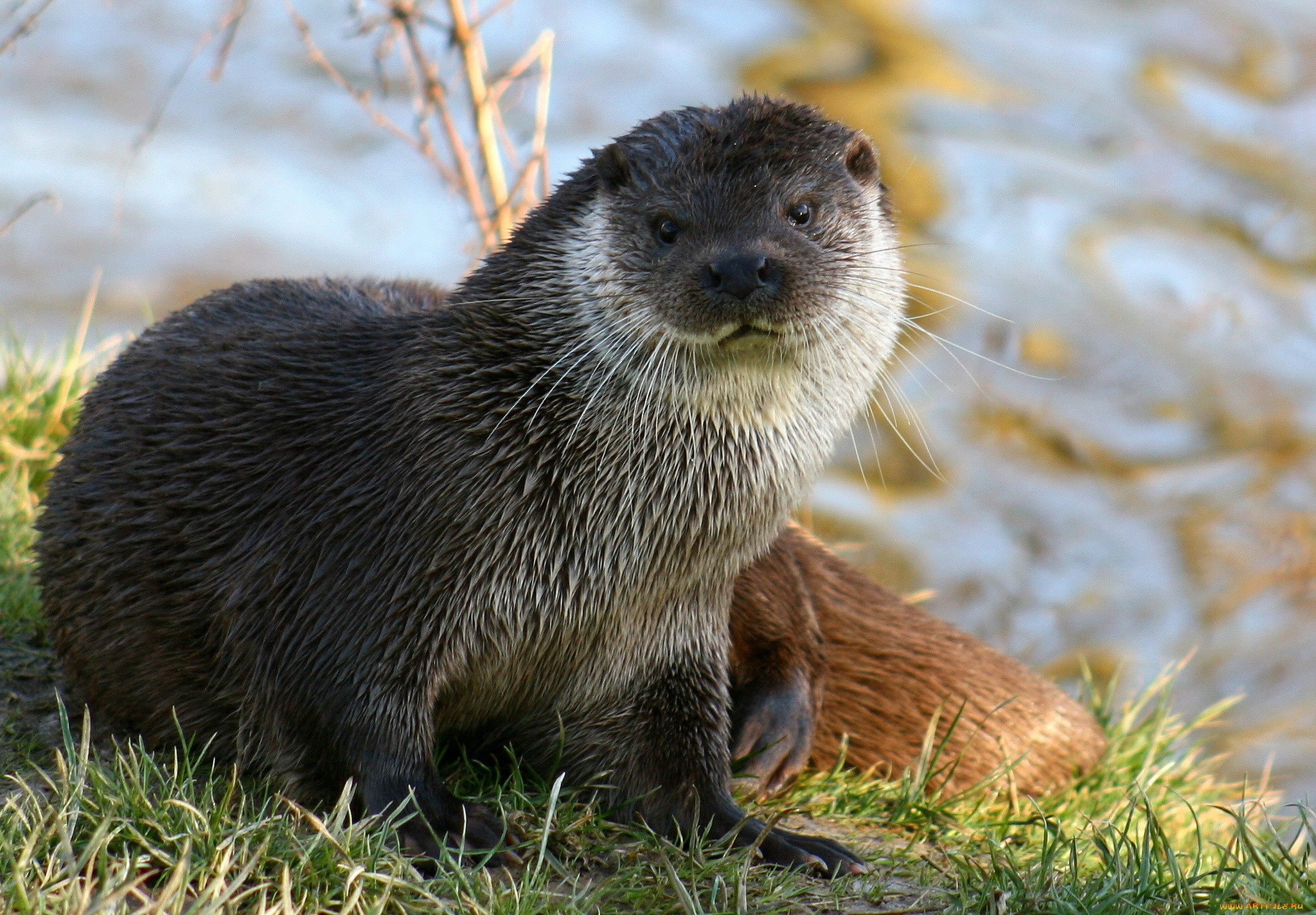 животные, выдры, , каланы, , ондатры, выдра